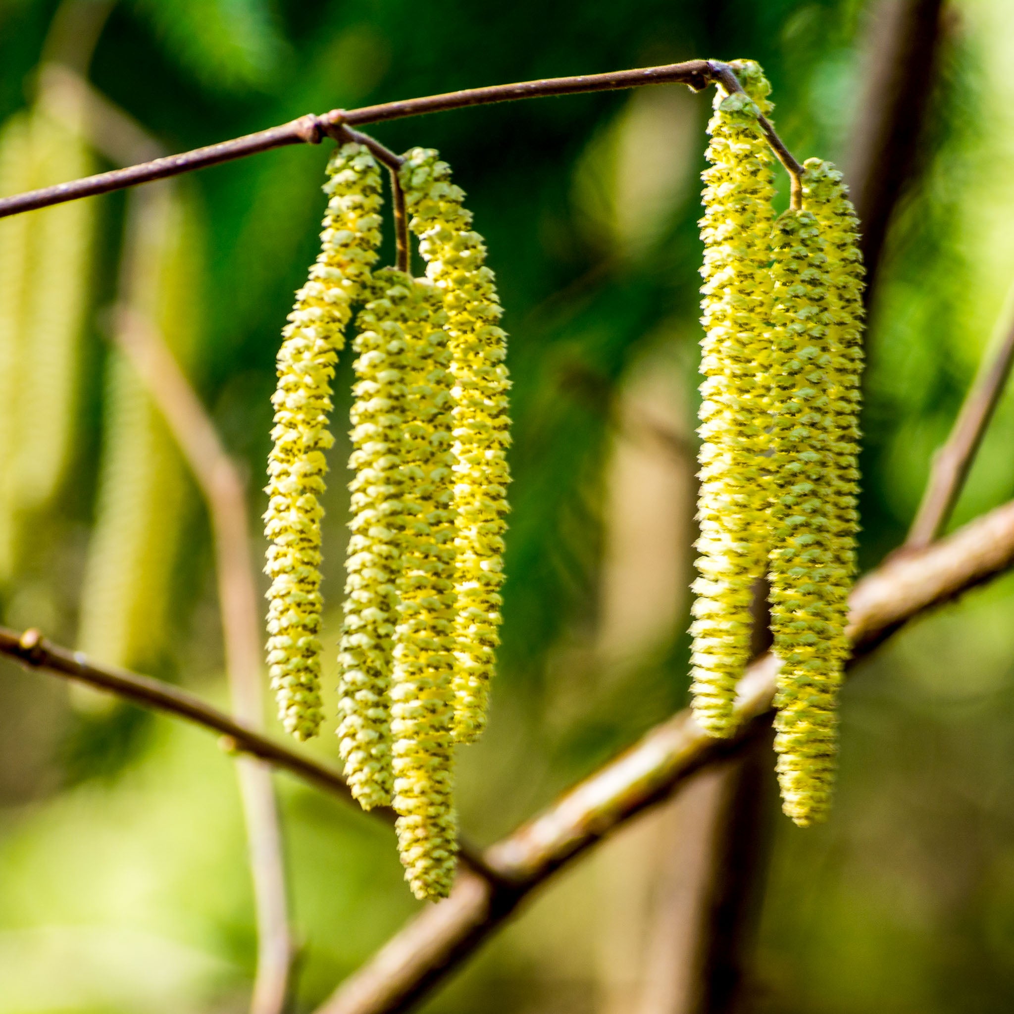 Haselnuss 'Lambertsnuss'