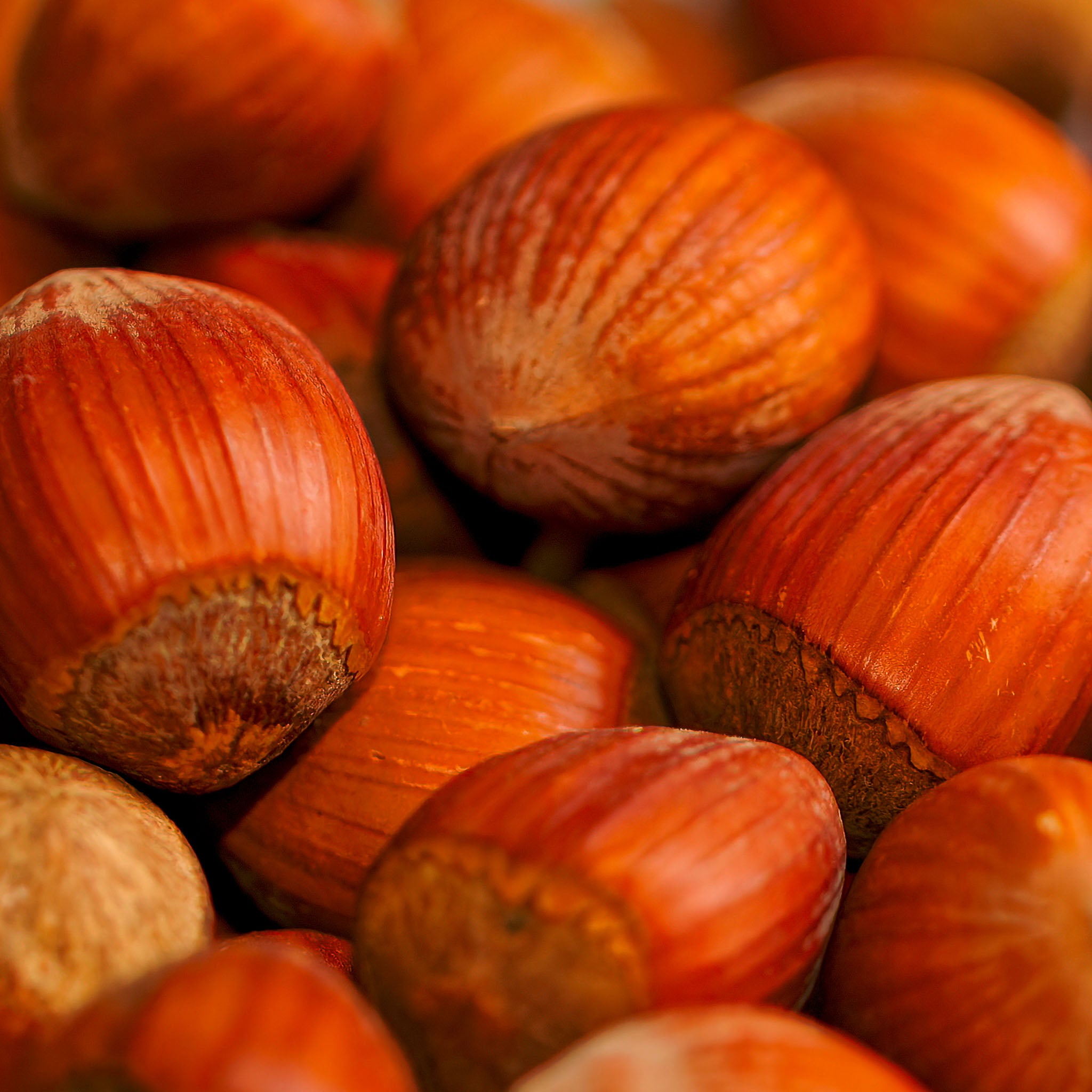 Haselnuss 'Rote Zellernuss'