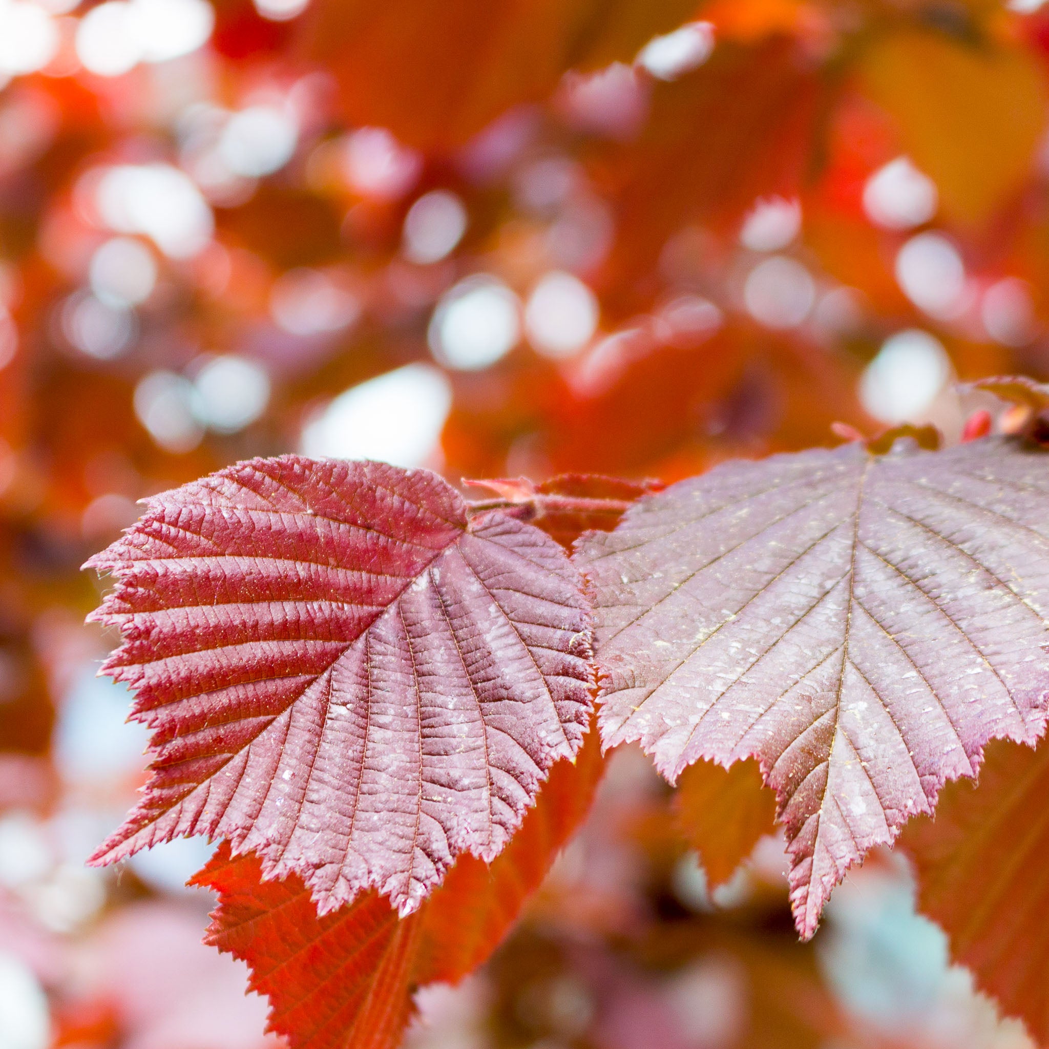 Haselnuss 'Rote Zellernuss'