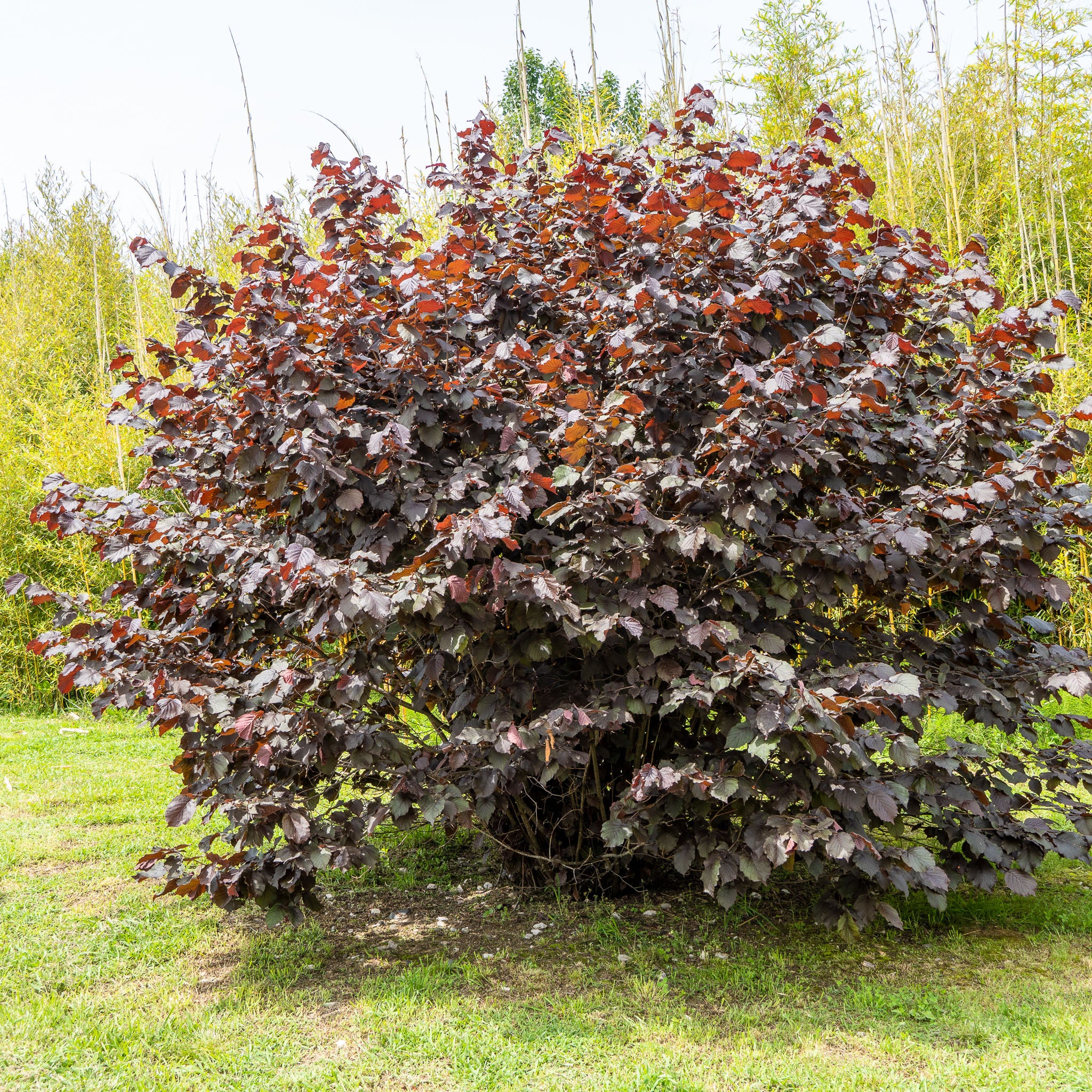 Haselnuss 'Rote Zellernuss'