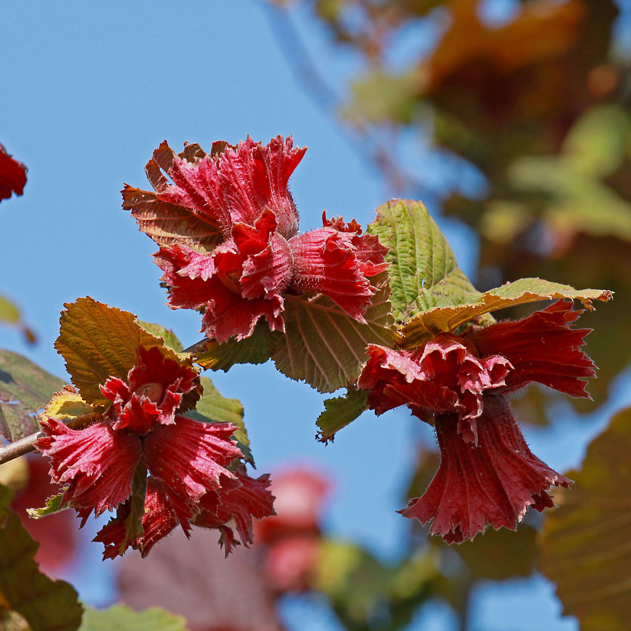 Haselnuss 'Rote Zellernuss'