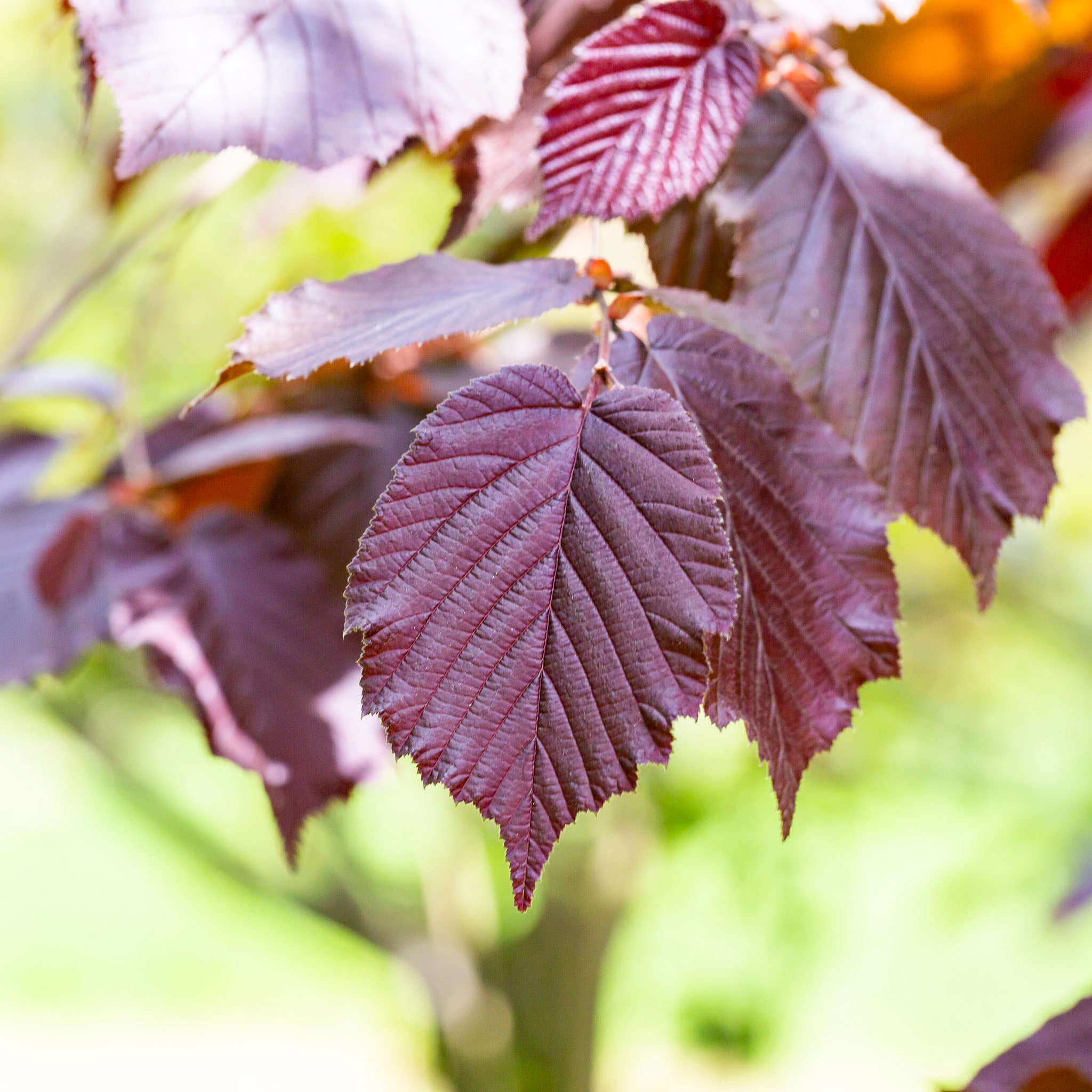 Haselnuss 'Rote Zellernuss'