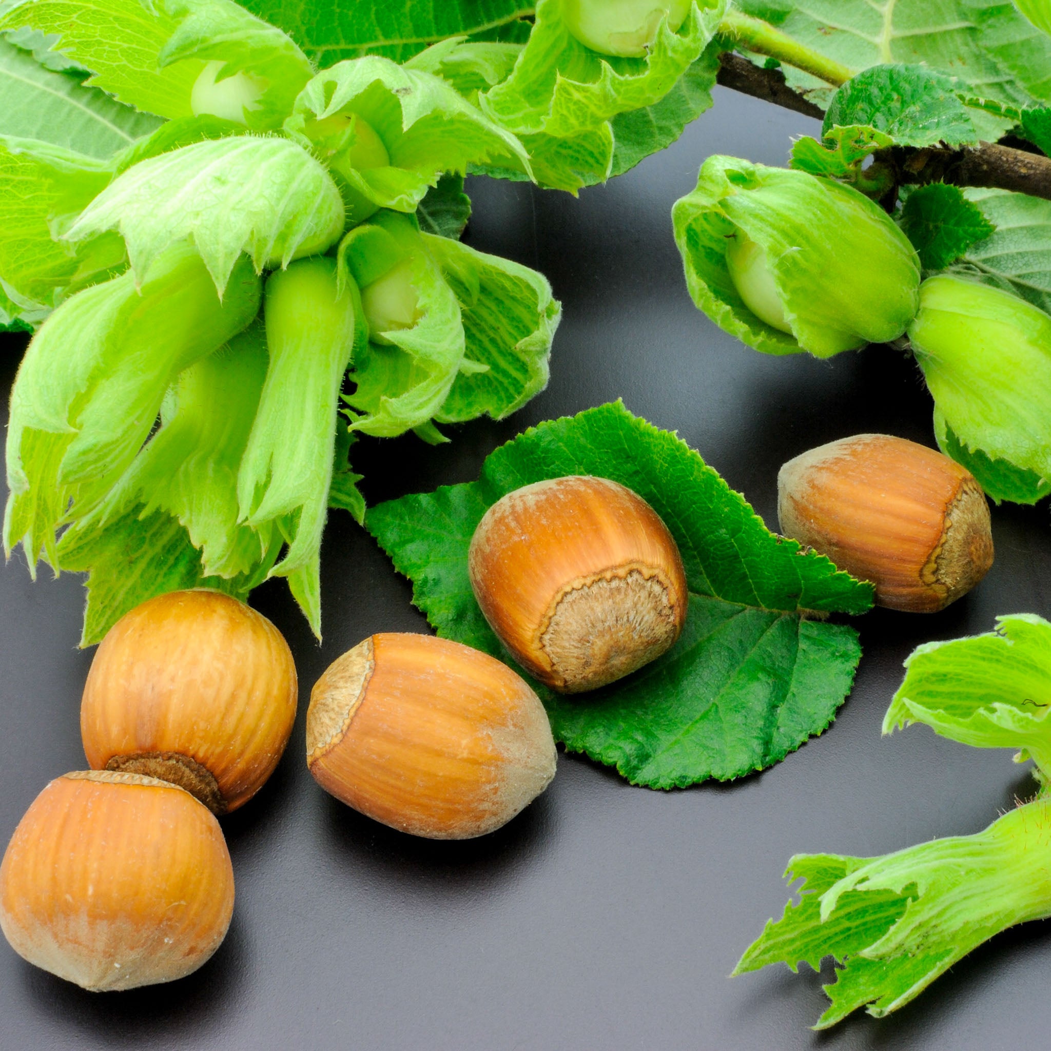 Haselnuss 'Segorbe'