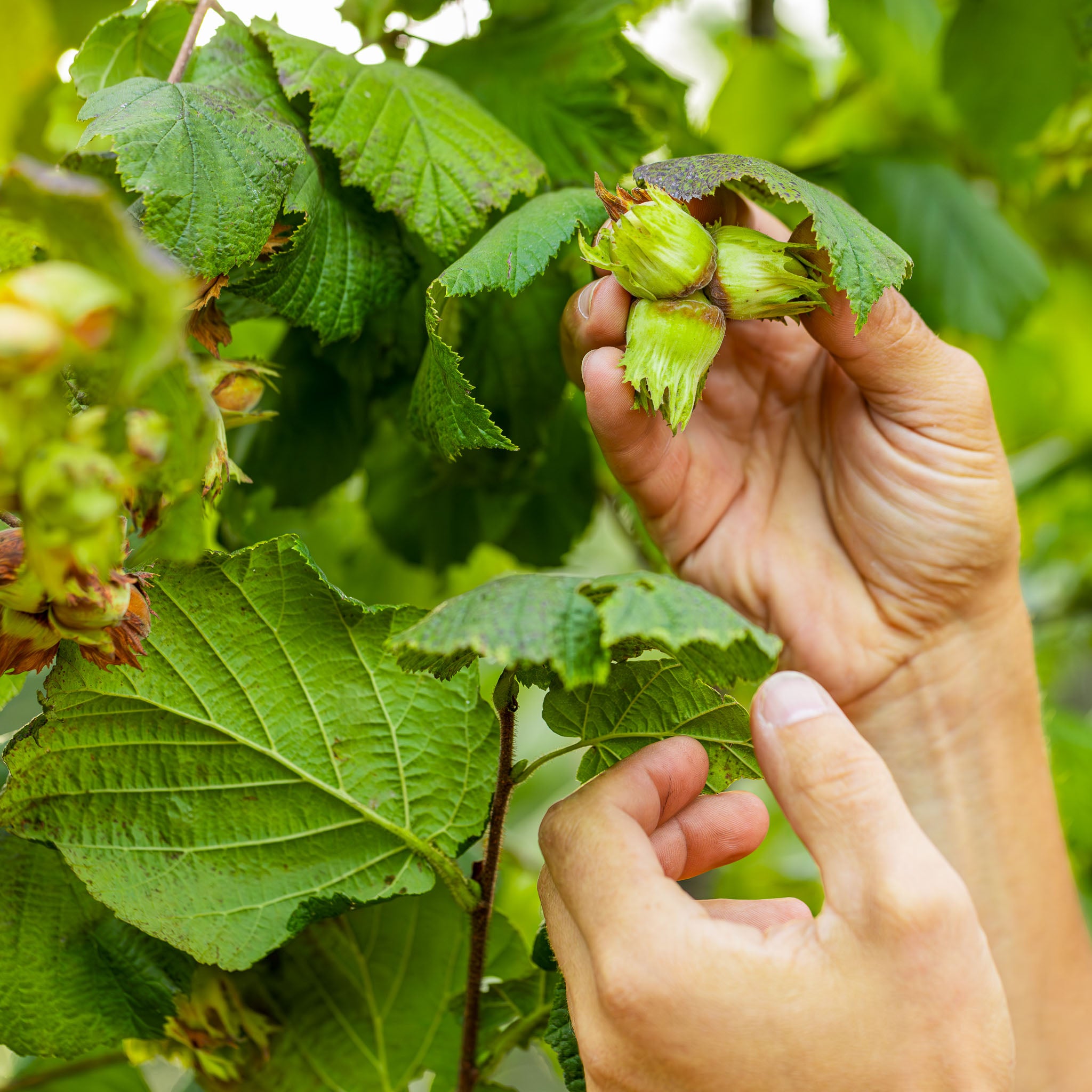 Haselnuss 'Tonda delle Langhe'
