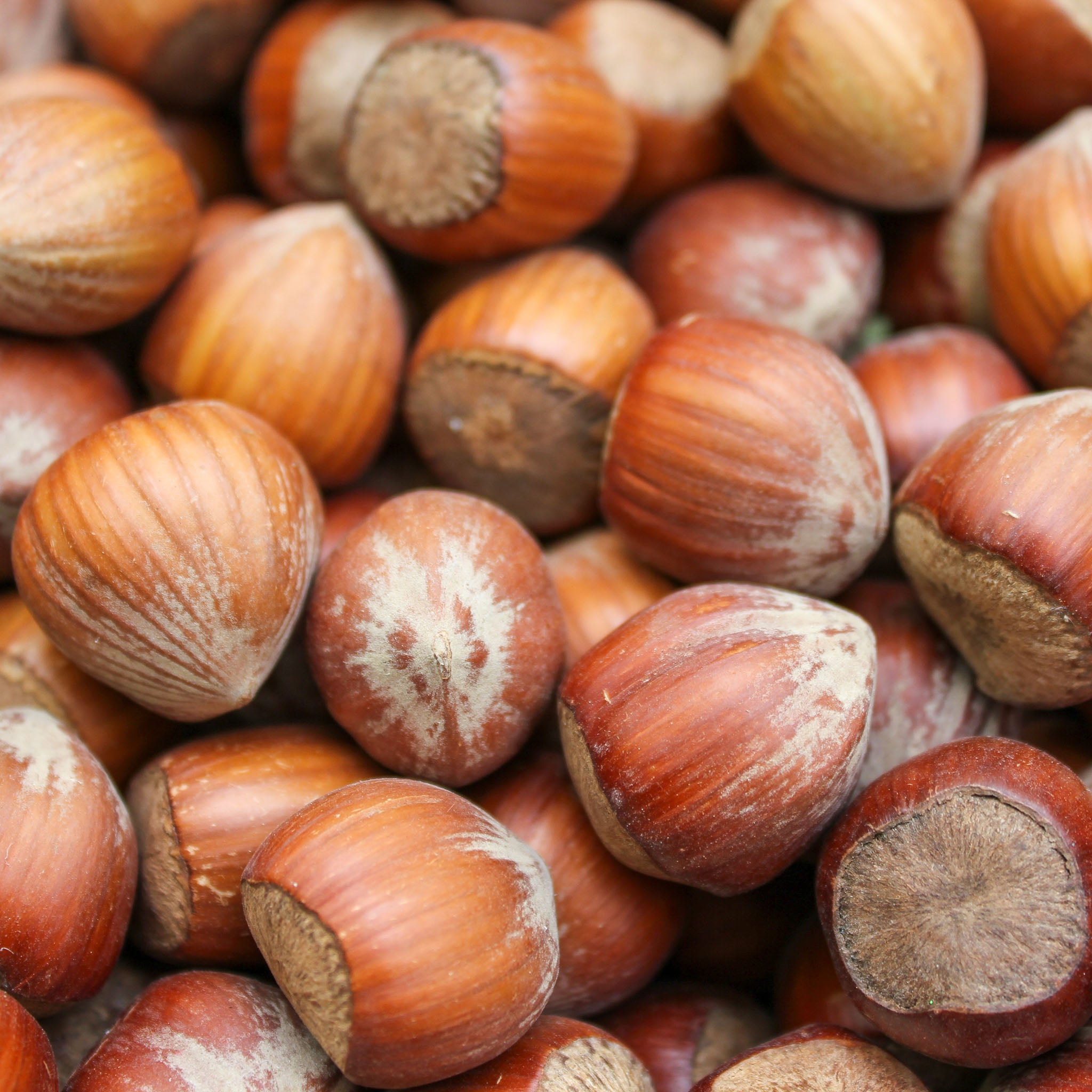 Haselnuss 'Tonda di Giffoni'