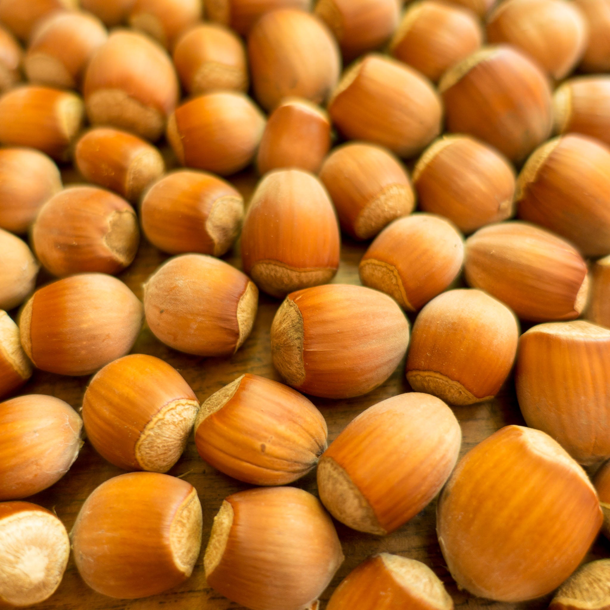 Haselnuss 'Webbs Price Cob'