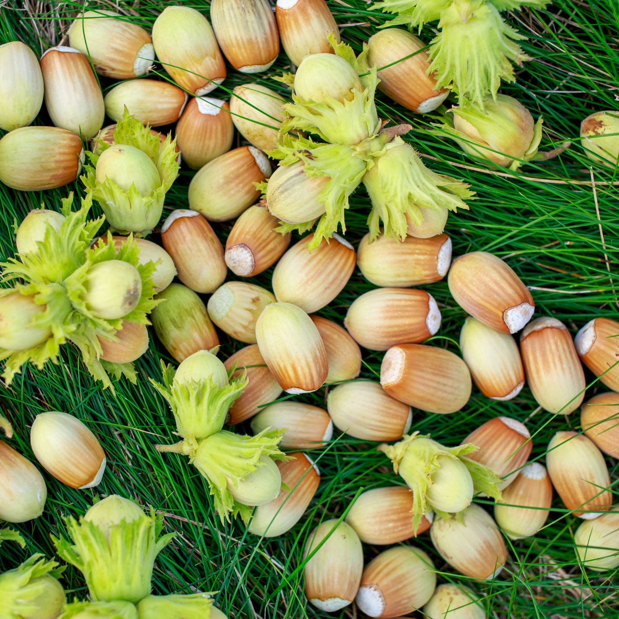 Haselnuss 'Webbs Price Cob'