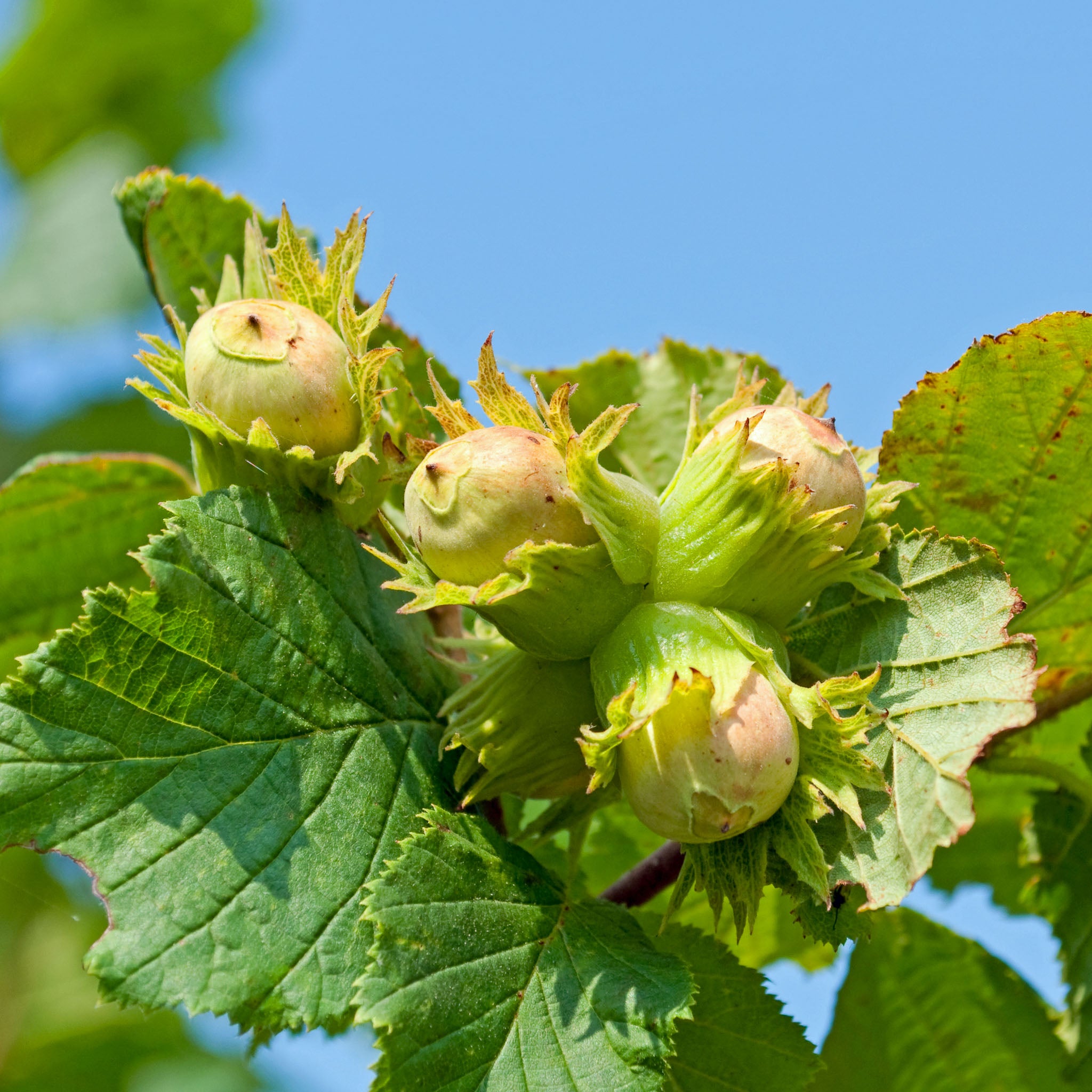 Haselnuss 'Wunder aus Bollweiler'