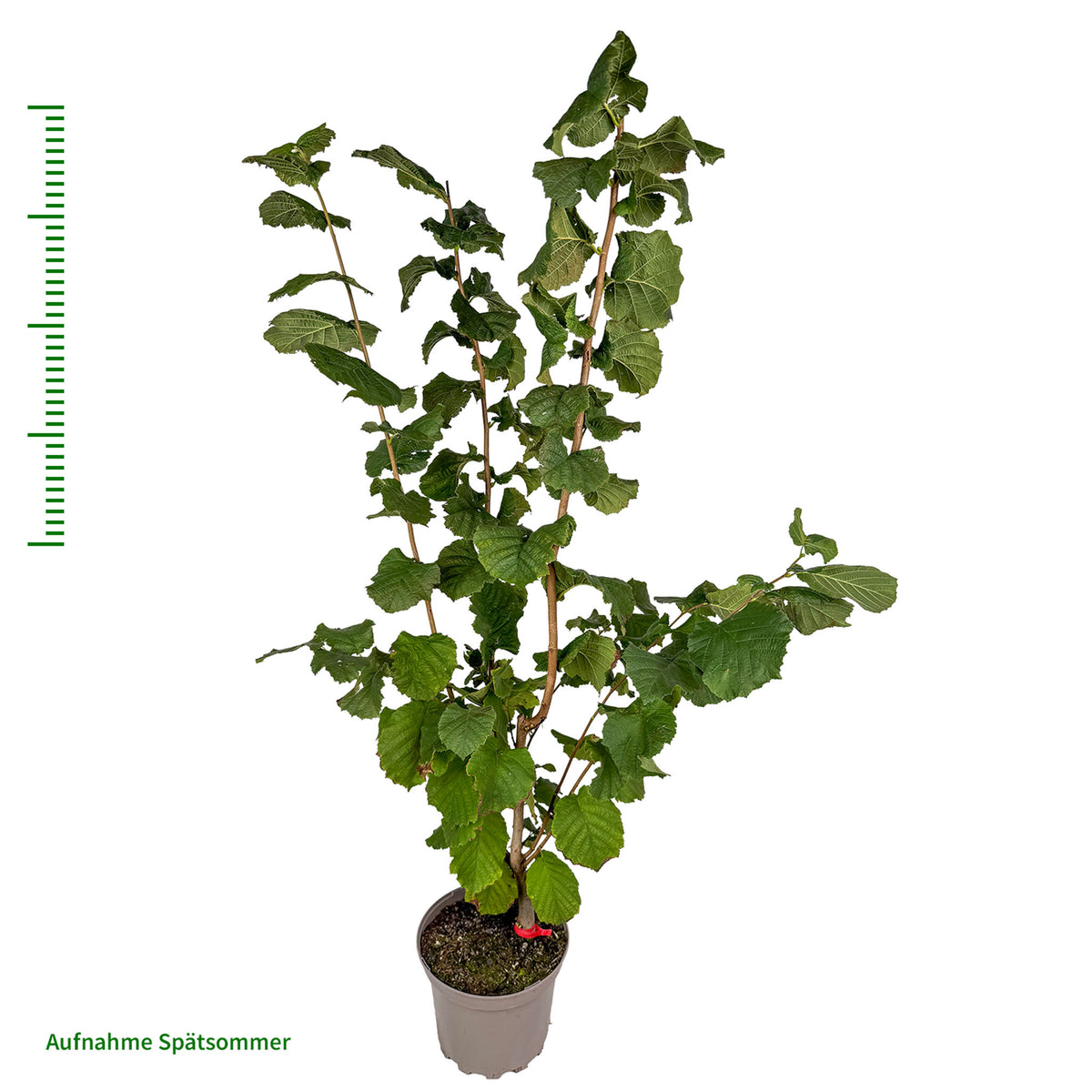 Haselnuss 'Corabel' Solitär