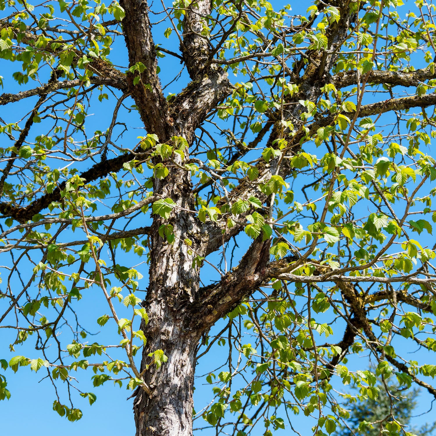 Baumhasel - Solitärbaum
