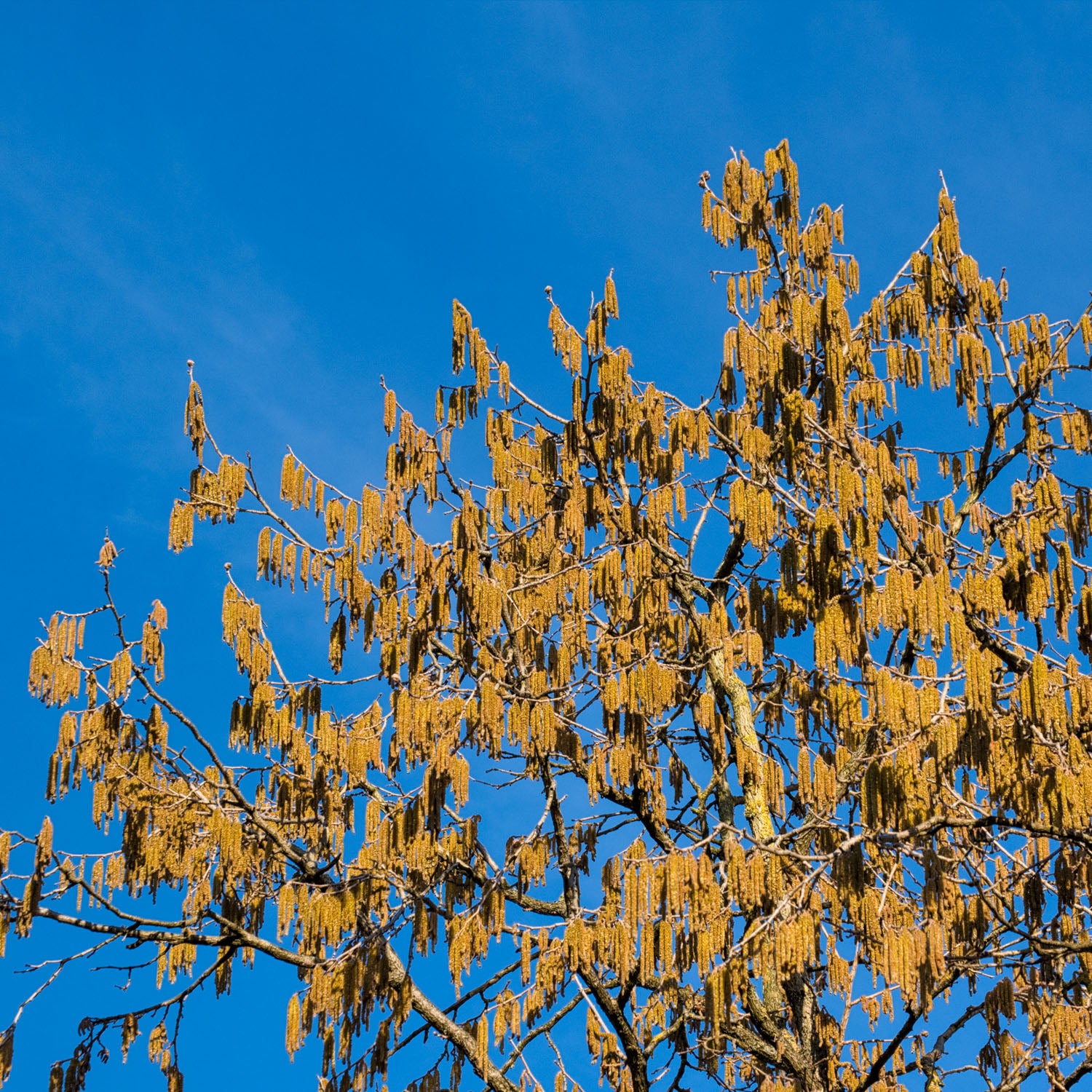 Baumhasel - Solitärbaum