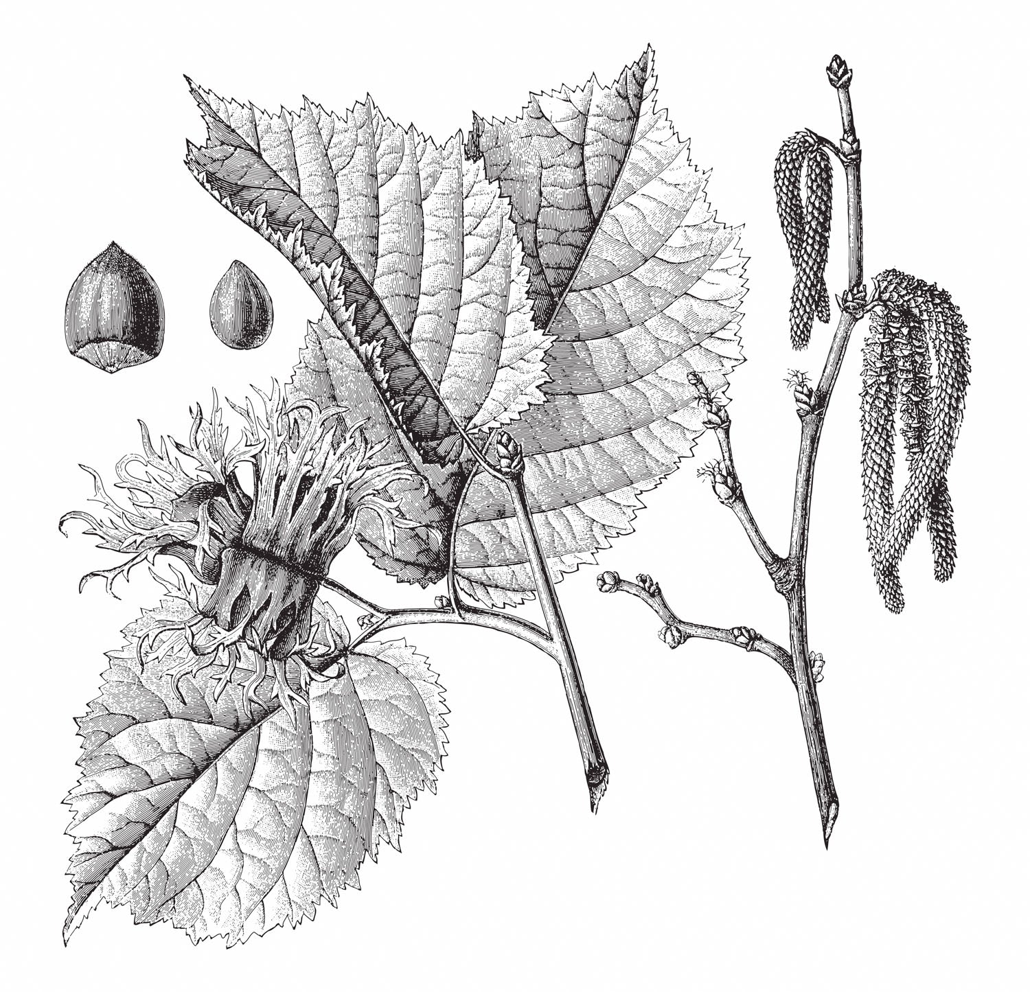 Baumhasel - Solitärbaum