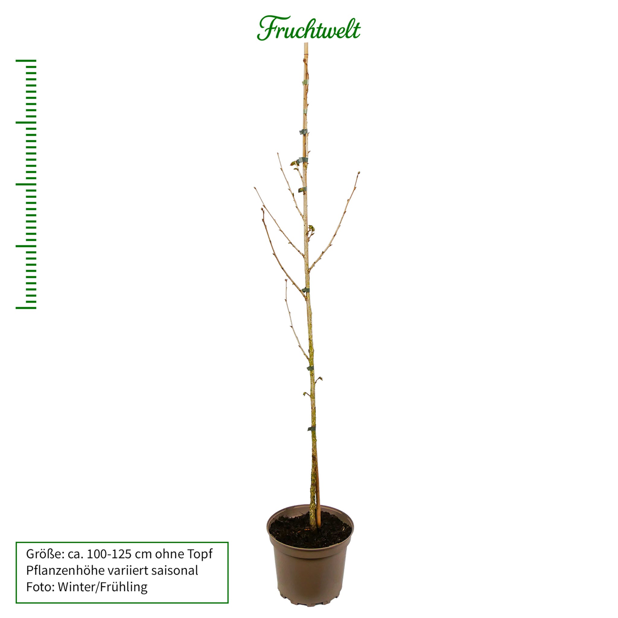 Baumhasel - Solitärbaum