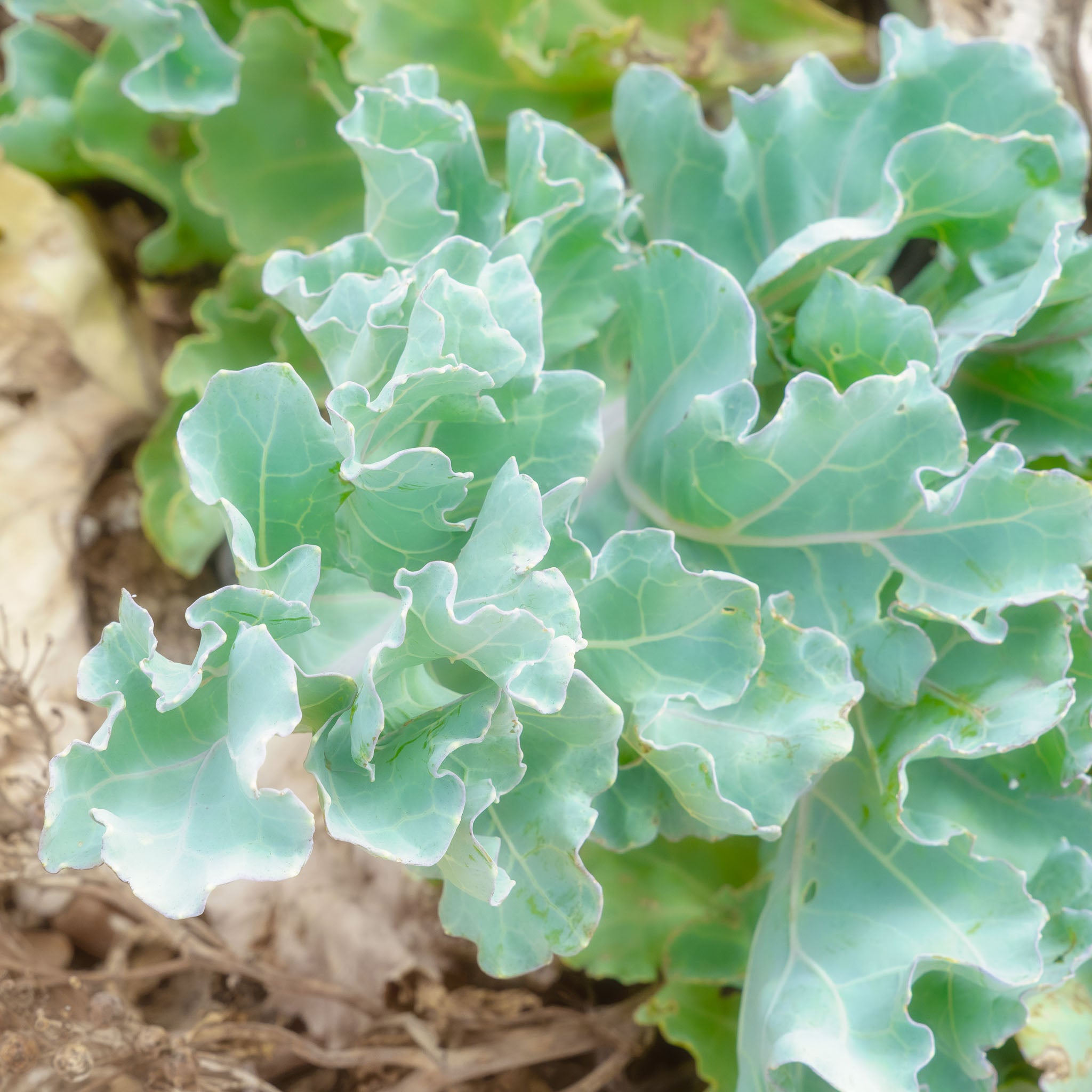 Meerkohl 'Green Caramba®'