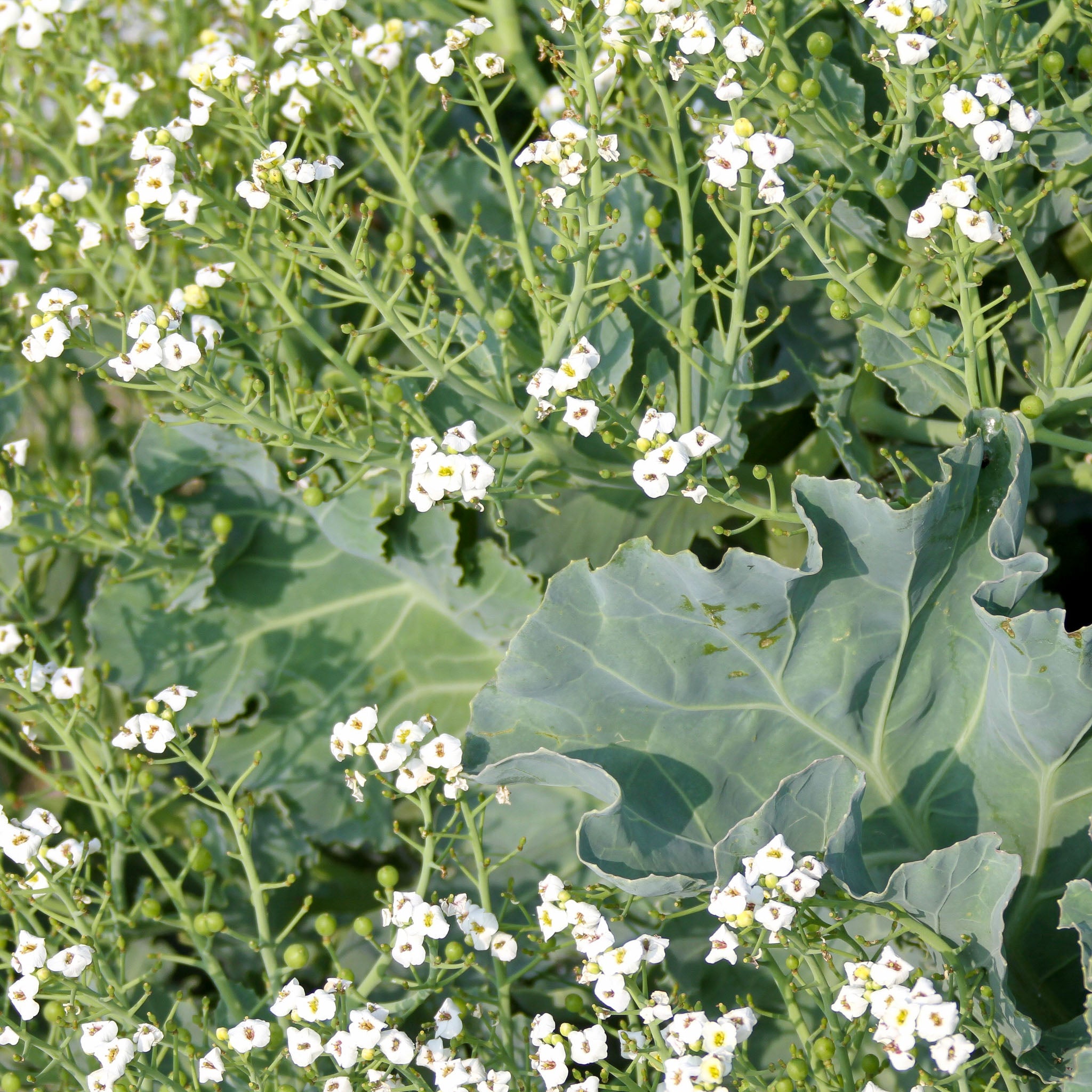 Meerkohl 'Green Caramba®'