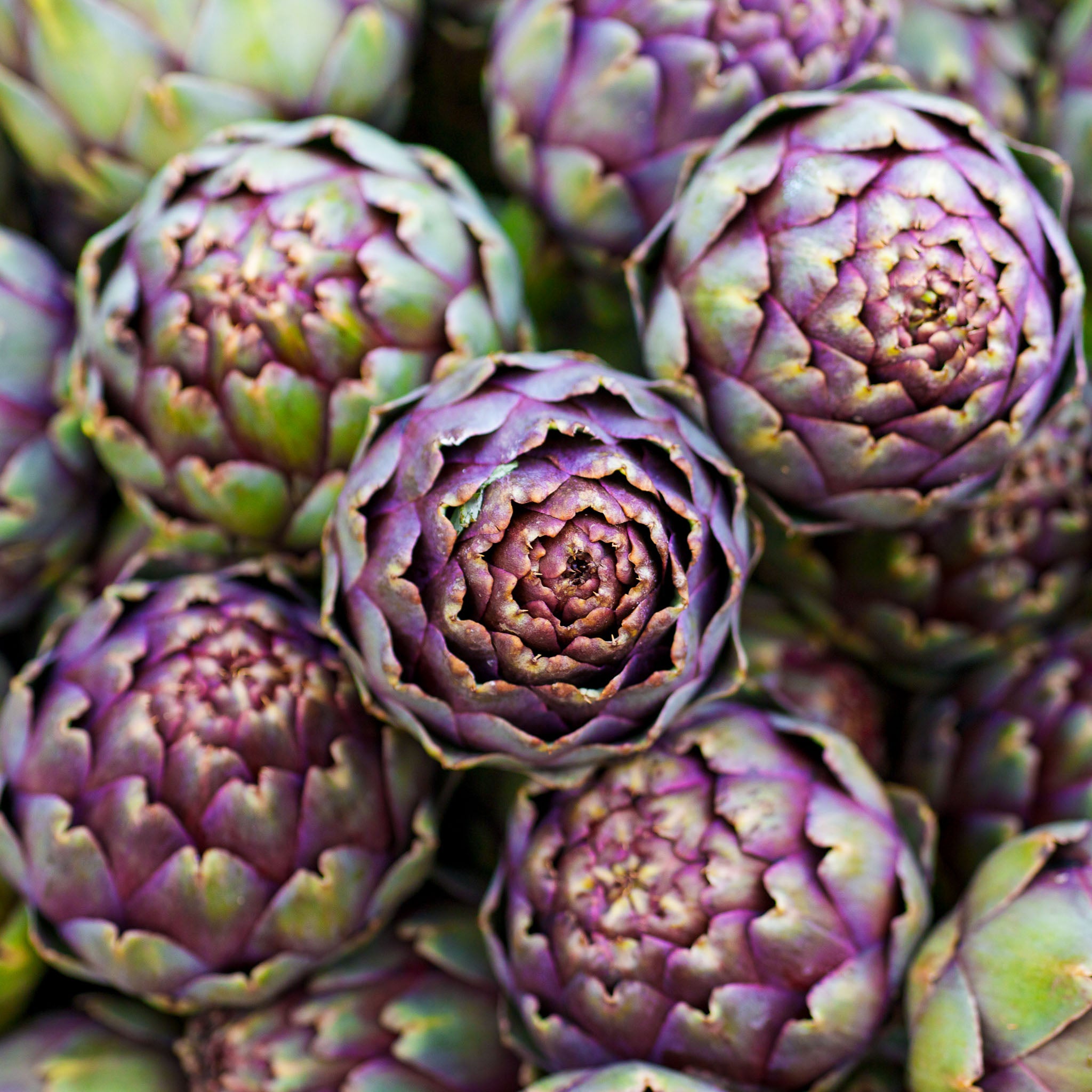 Artischocke 'Romano'