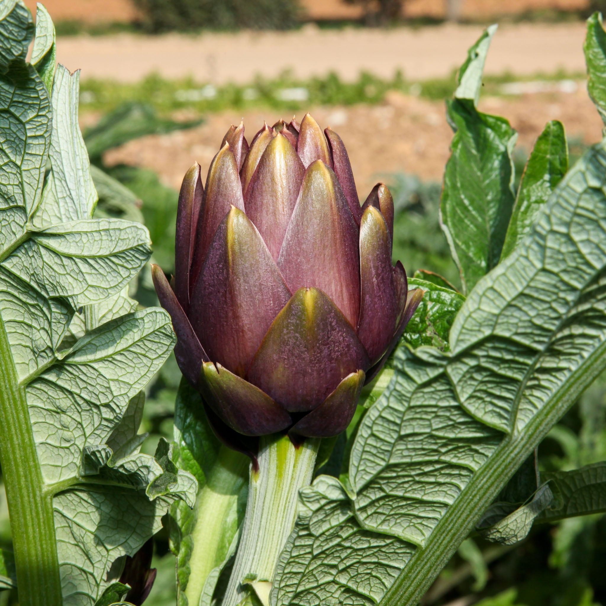 Artischocke 'Violet de Provence'