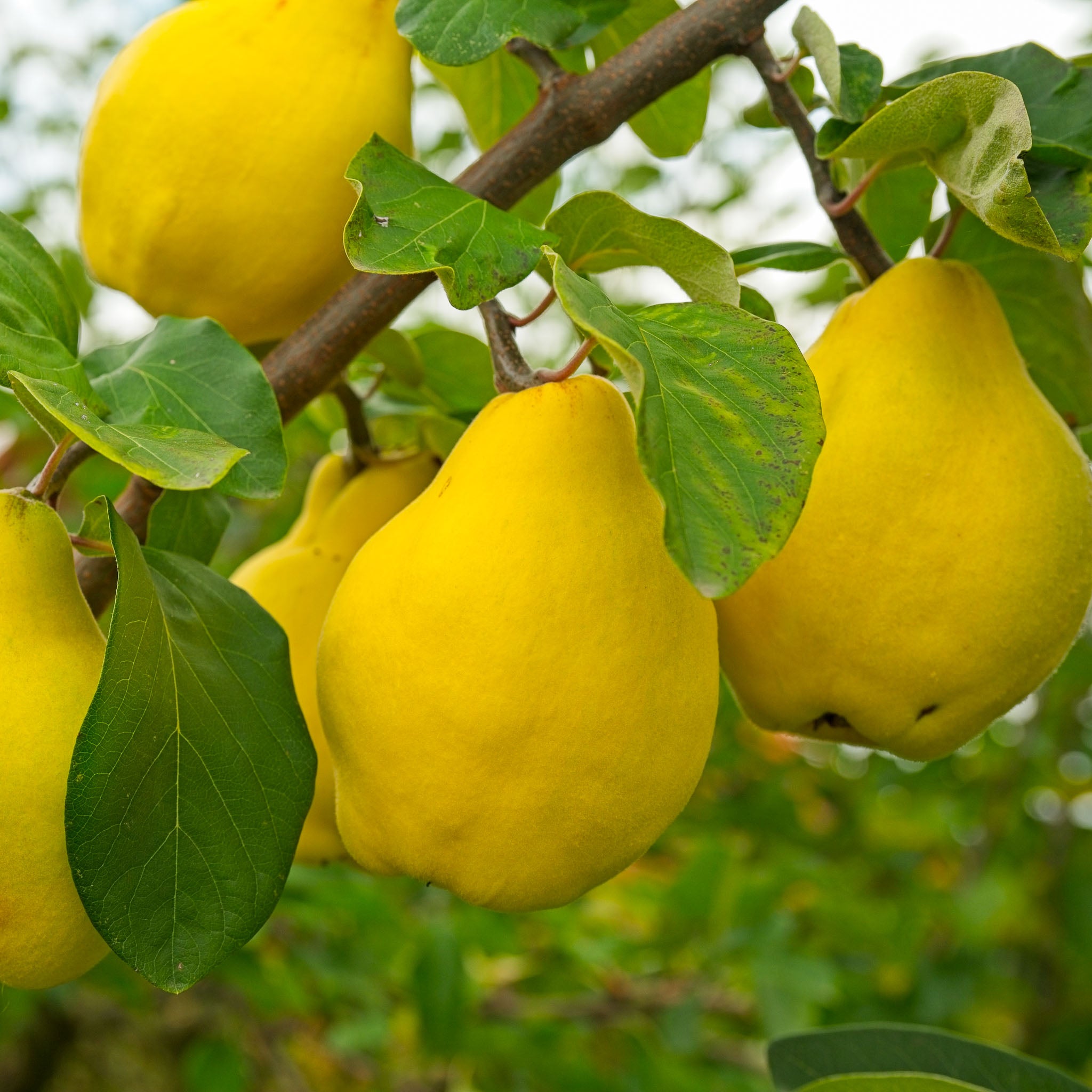 Quitte 'Cydora Robusta®'