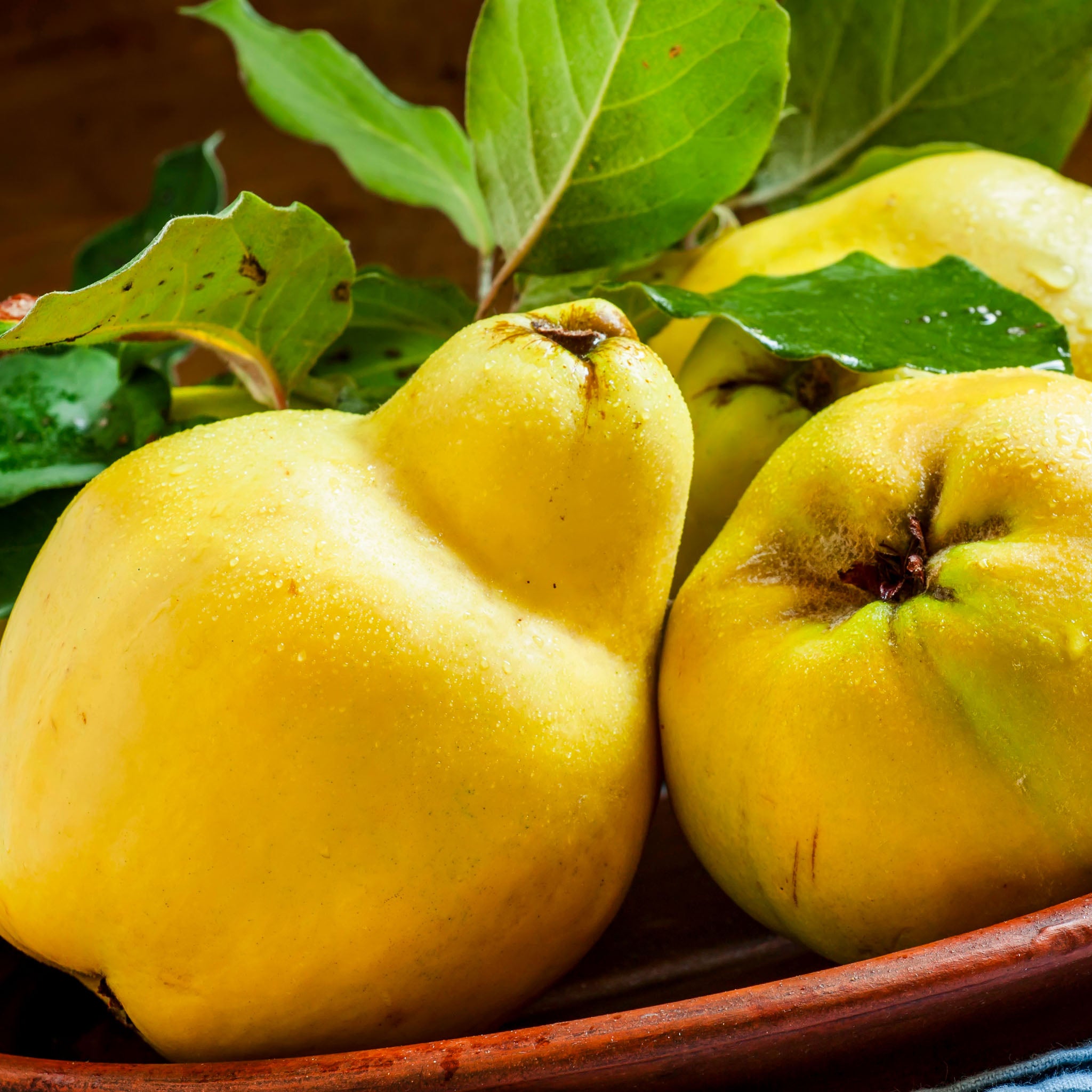 Quitte 'Cydora Robusta®'