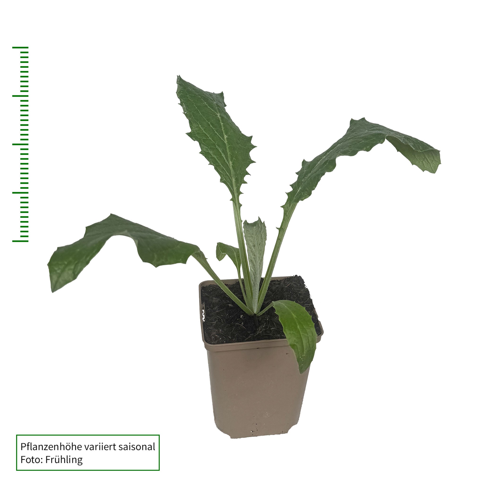 Artischocke 'Verdiano'