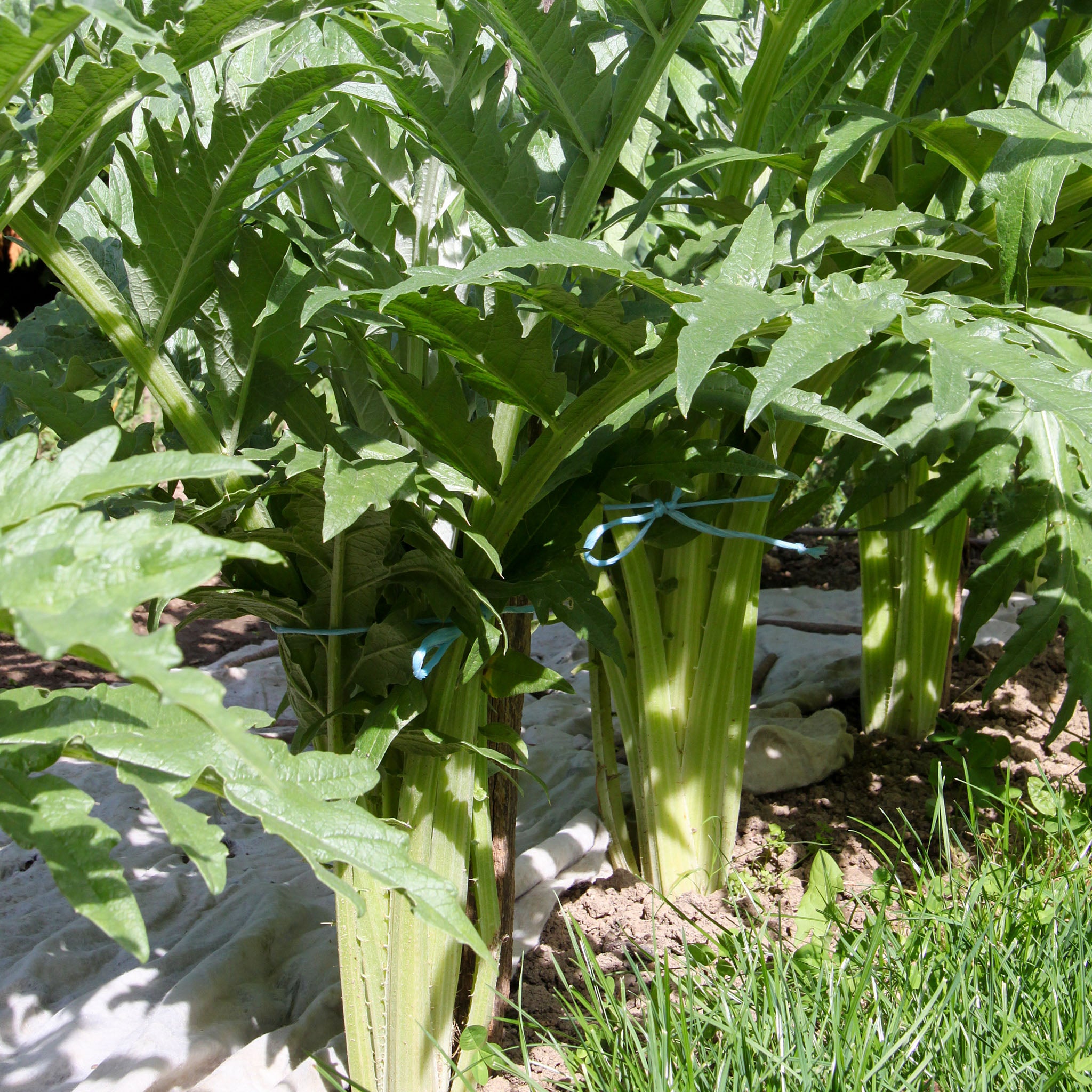 Kardone 'Bianco Avorio'