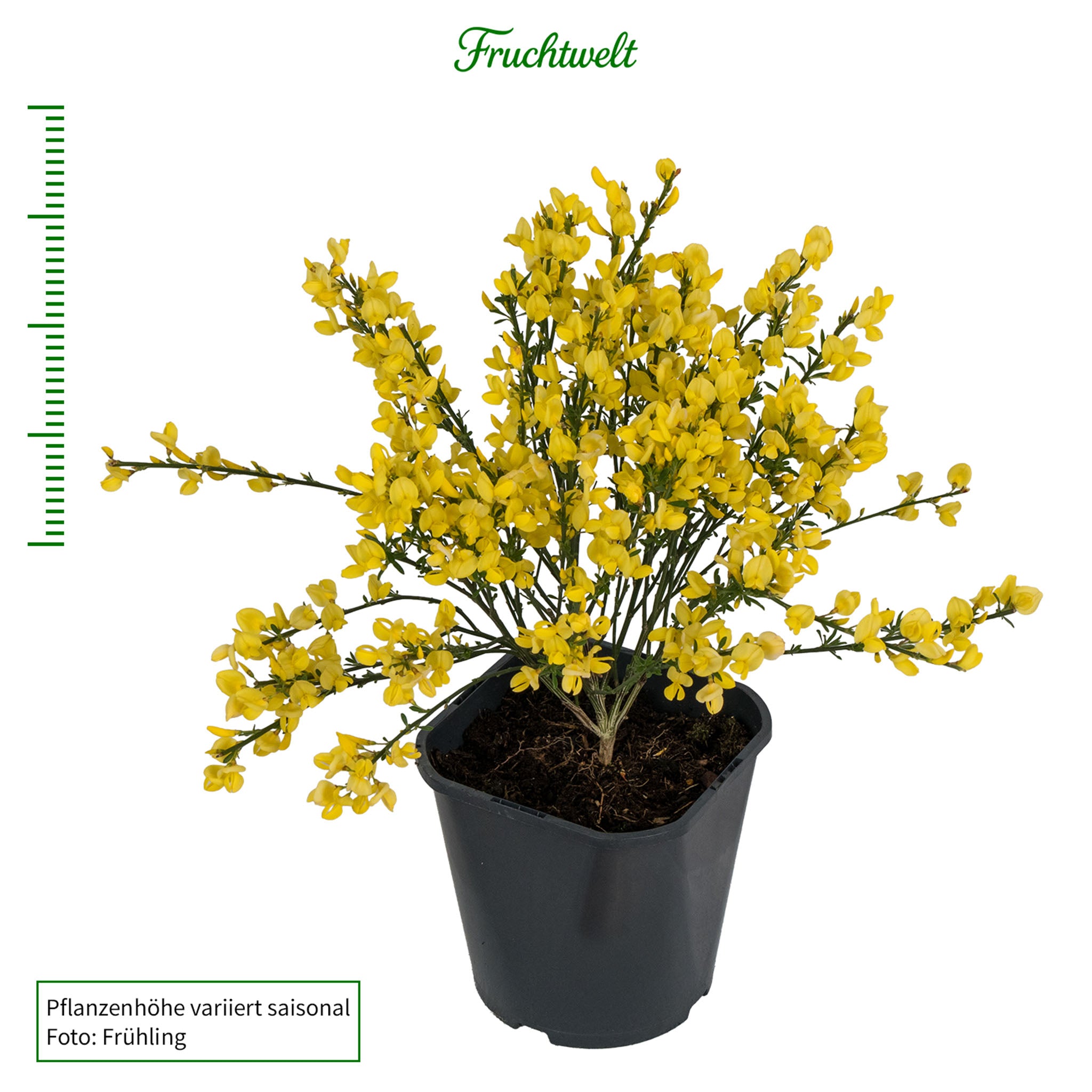 Ginster 'Allgold'