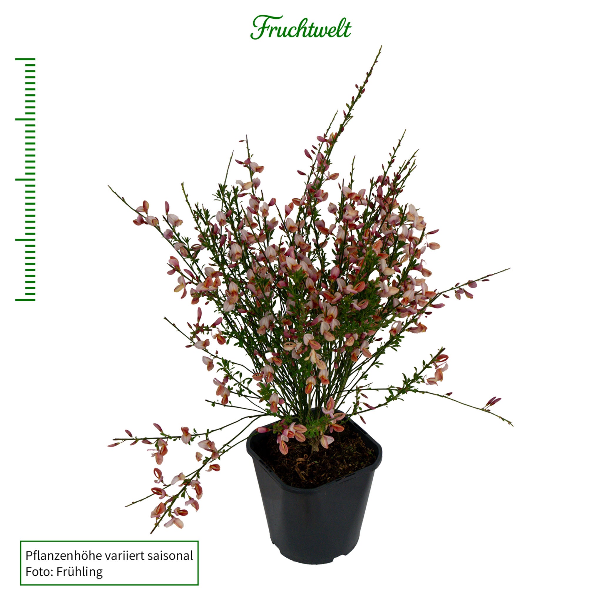Ginster 'Hollandia'