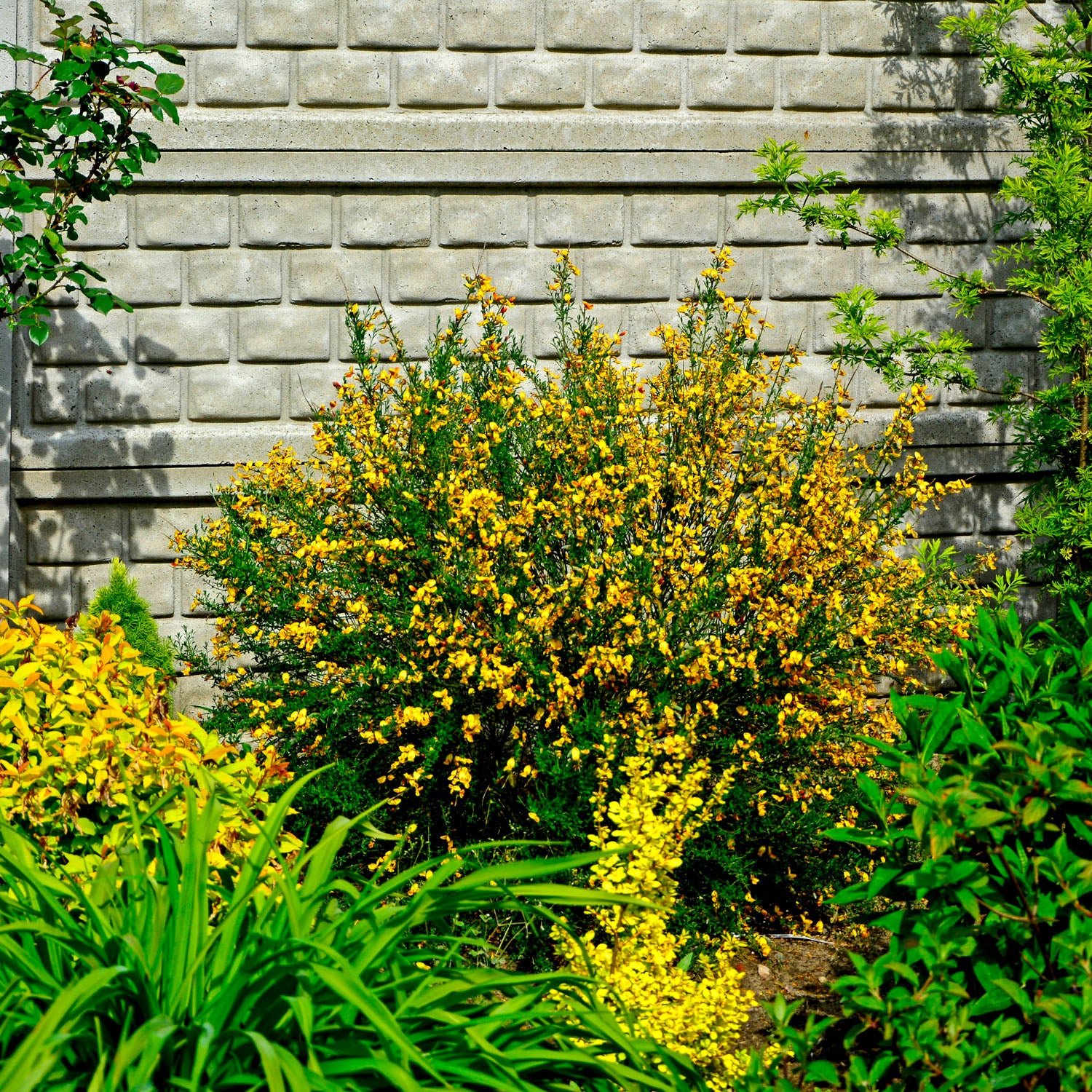 Ginster 'Allgold'
