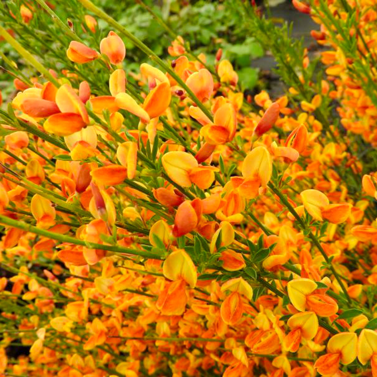 Ginster 'Apricot Gem'