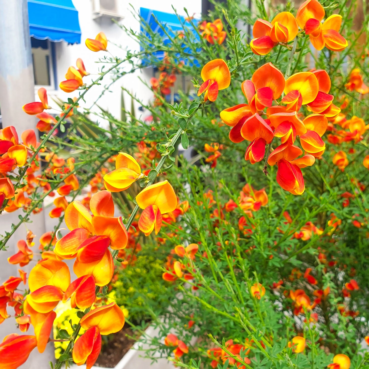 Ginster 'Apricot Gem'