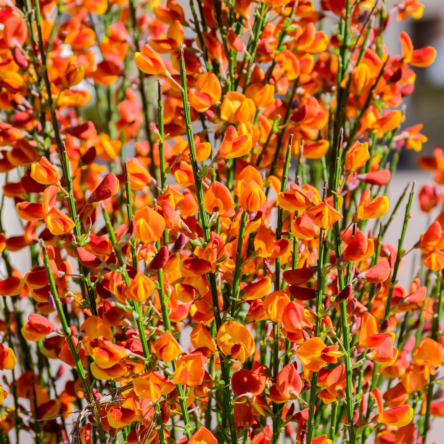Ginster 'Apricot Gem'