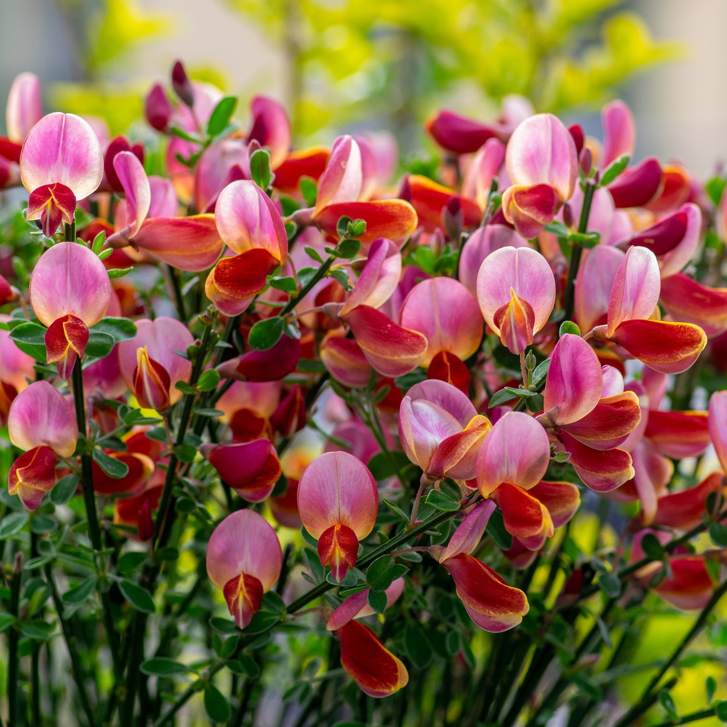 Ginster 'Hollandia'