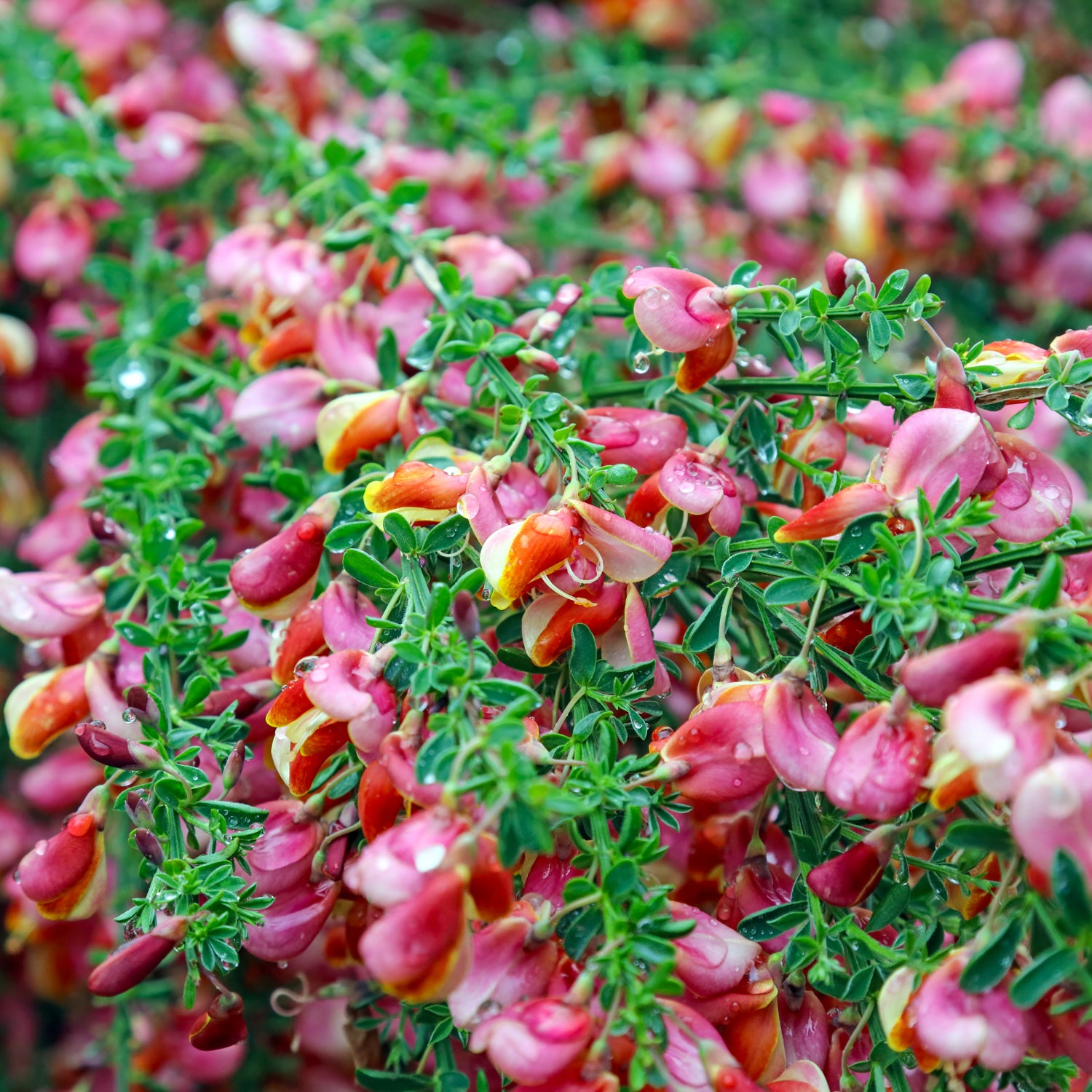 Ginster 'Hollandia'