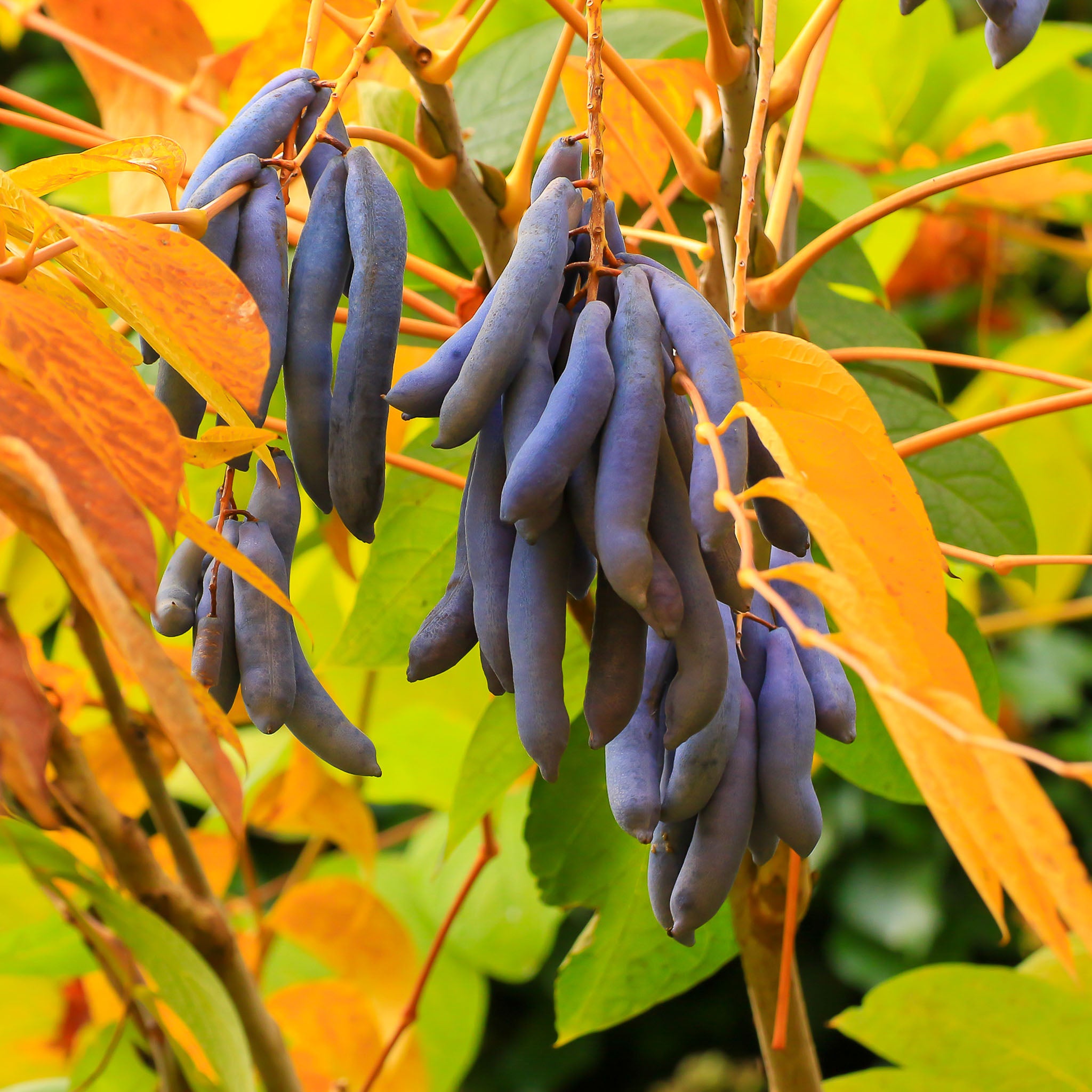 Blauschotenstrauch