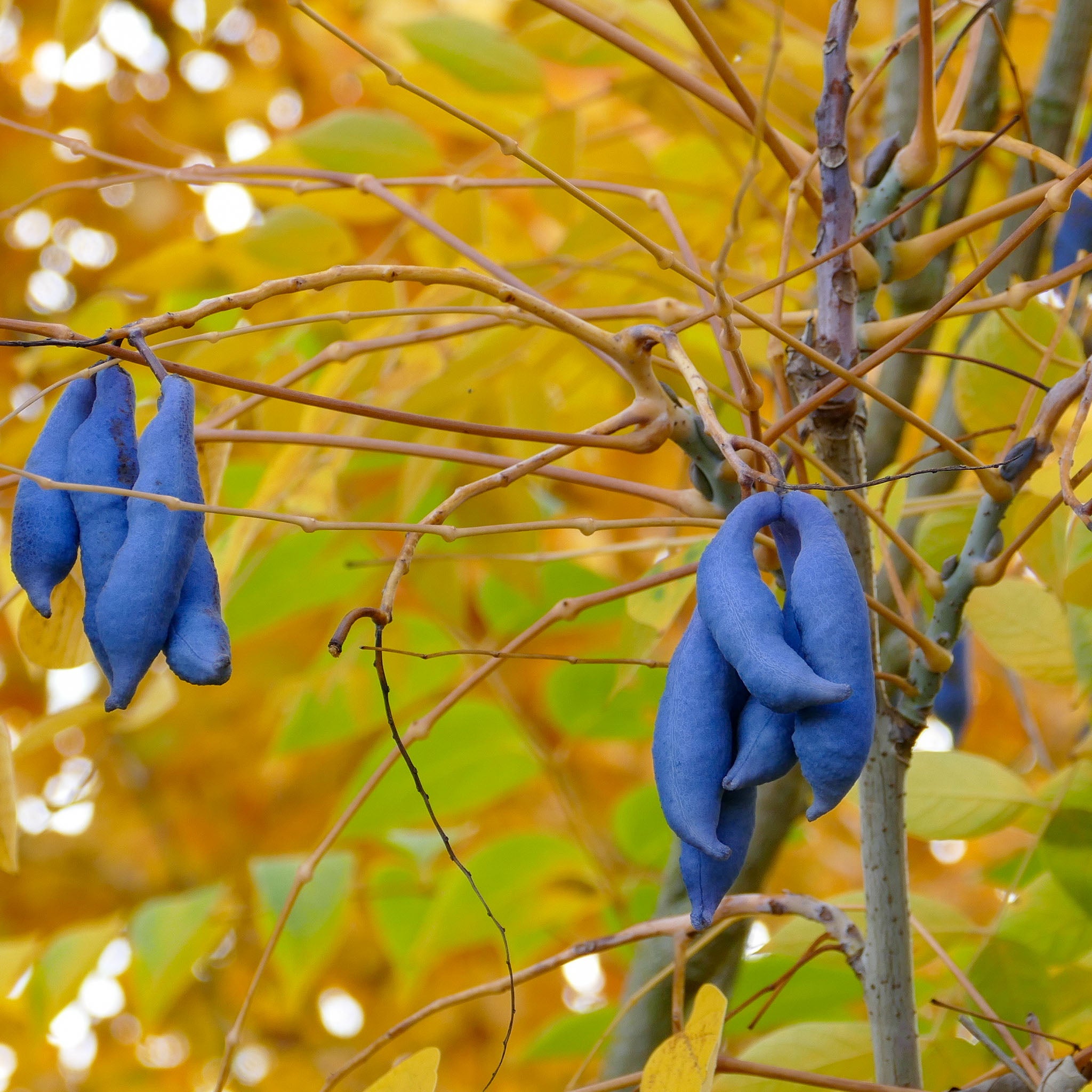 Blauschotenstrauch