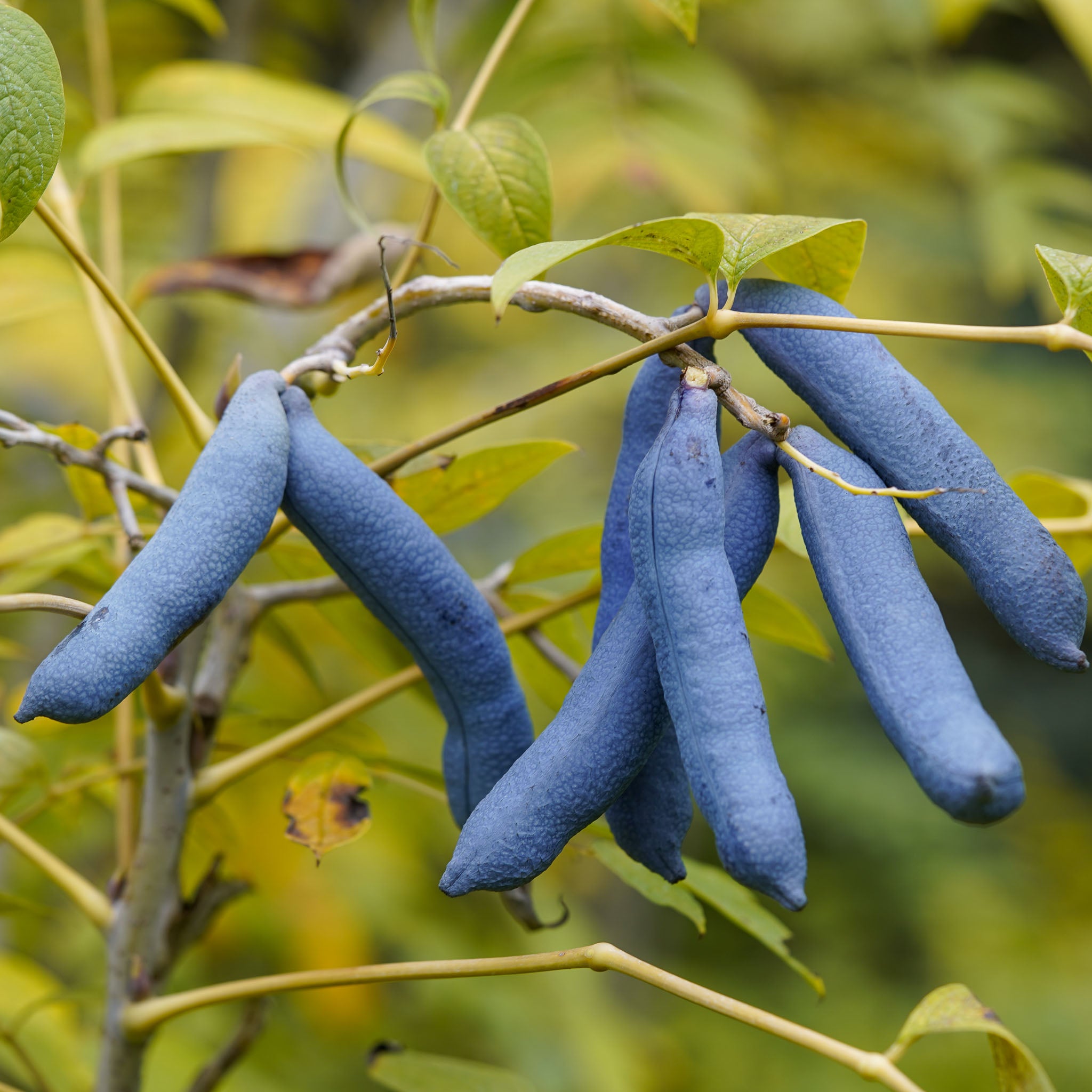 Blauschotenstrauch