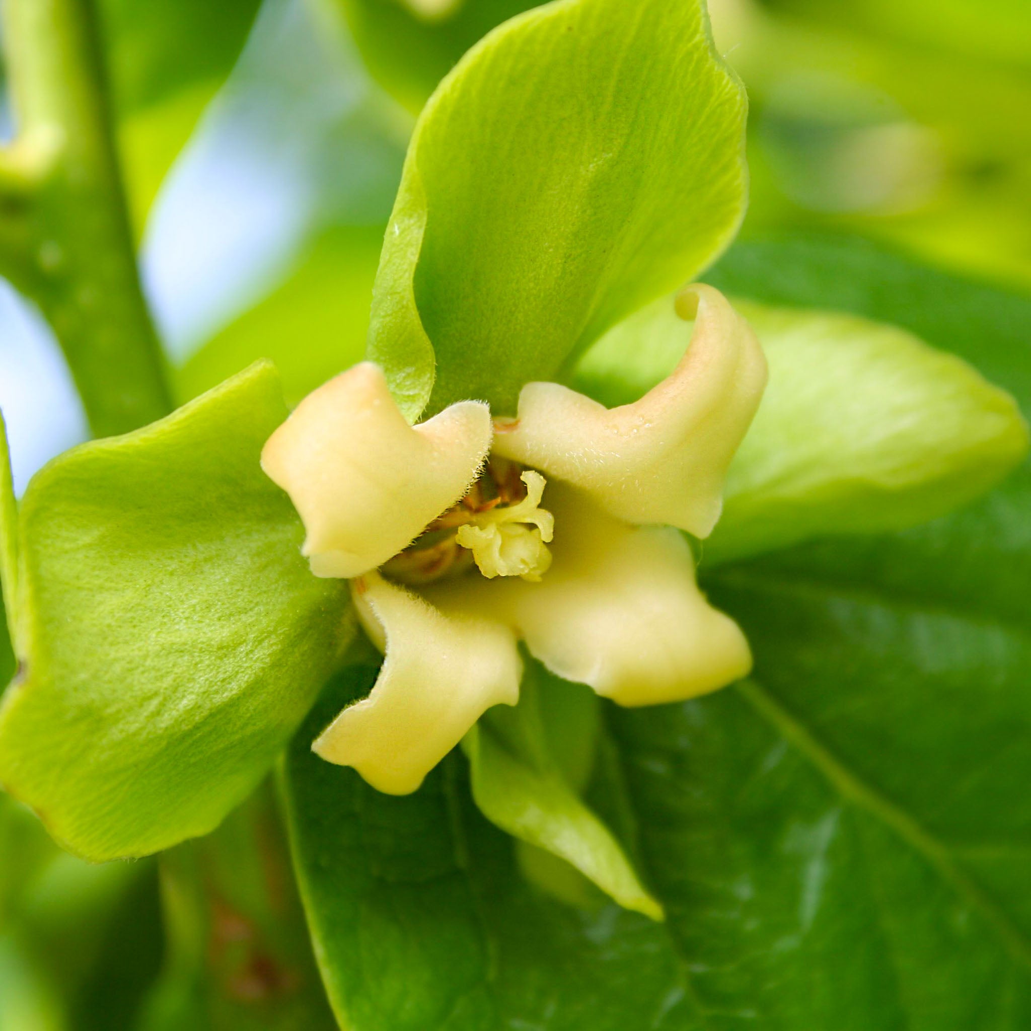 Kaki 'Fuyu'