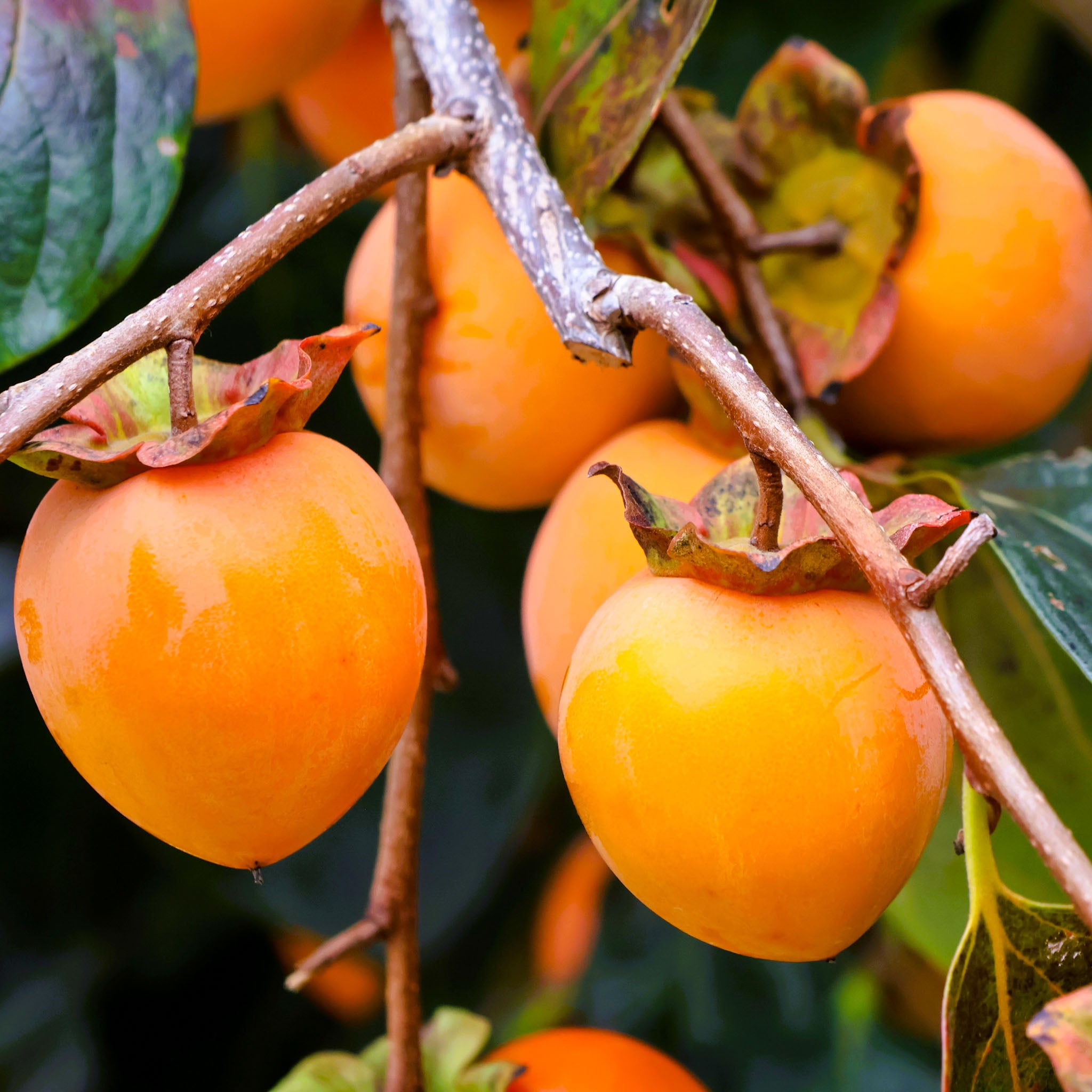 Kaki 'Hana Fuyu'