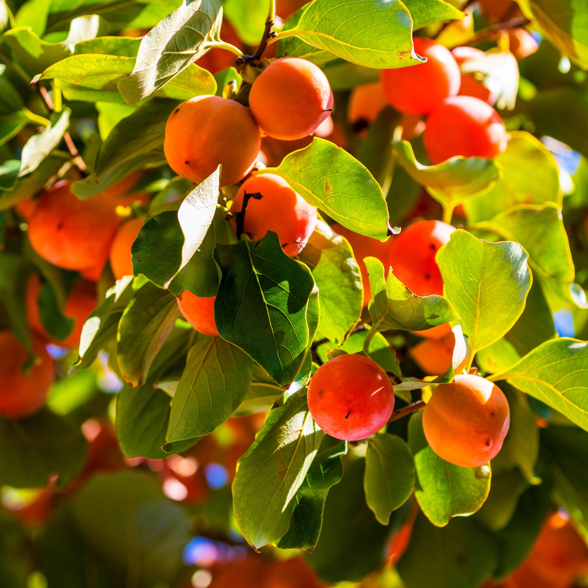 Kaki 'Hana Fuyu'