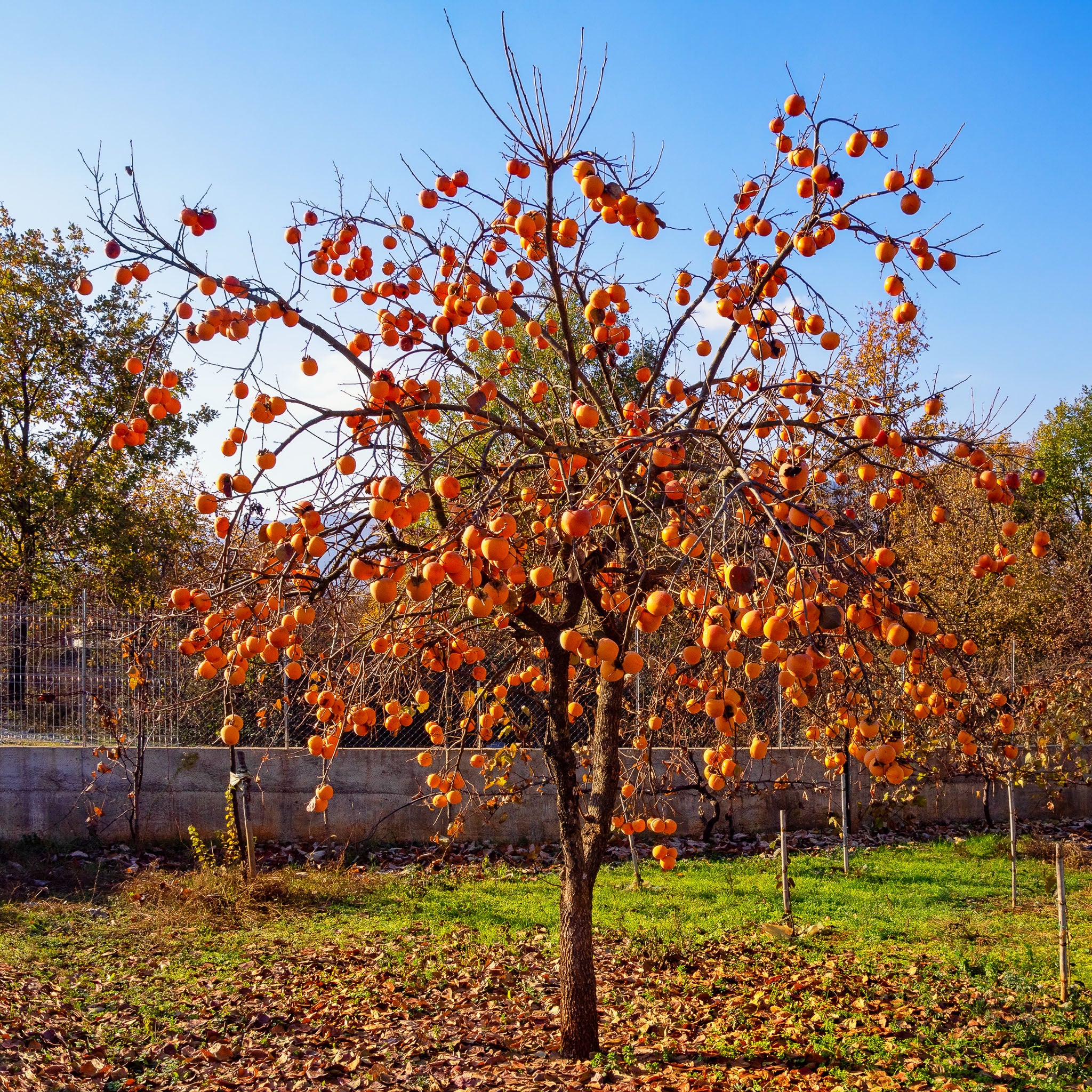 Kaki 'Rojo Brilliante'