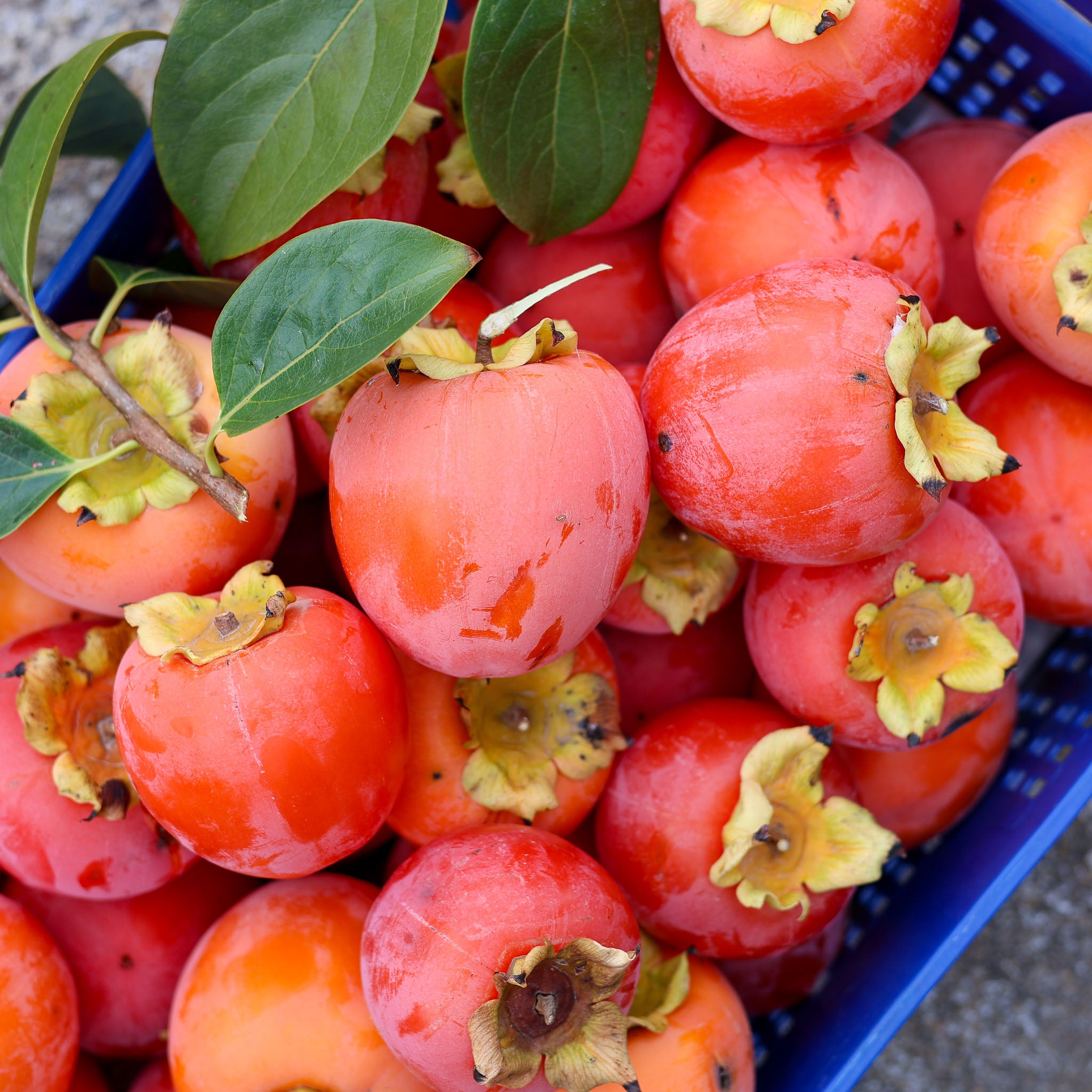 Kaki 'Rojo Brilliante'