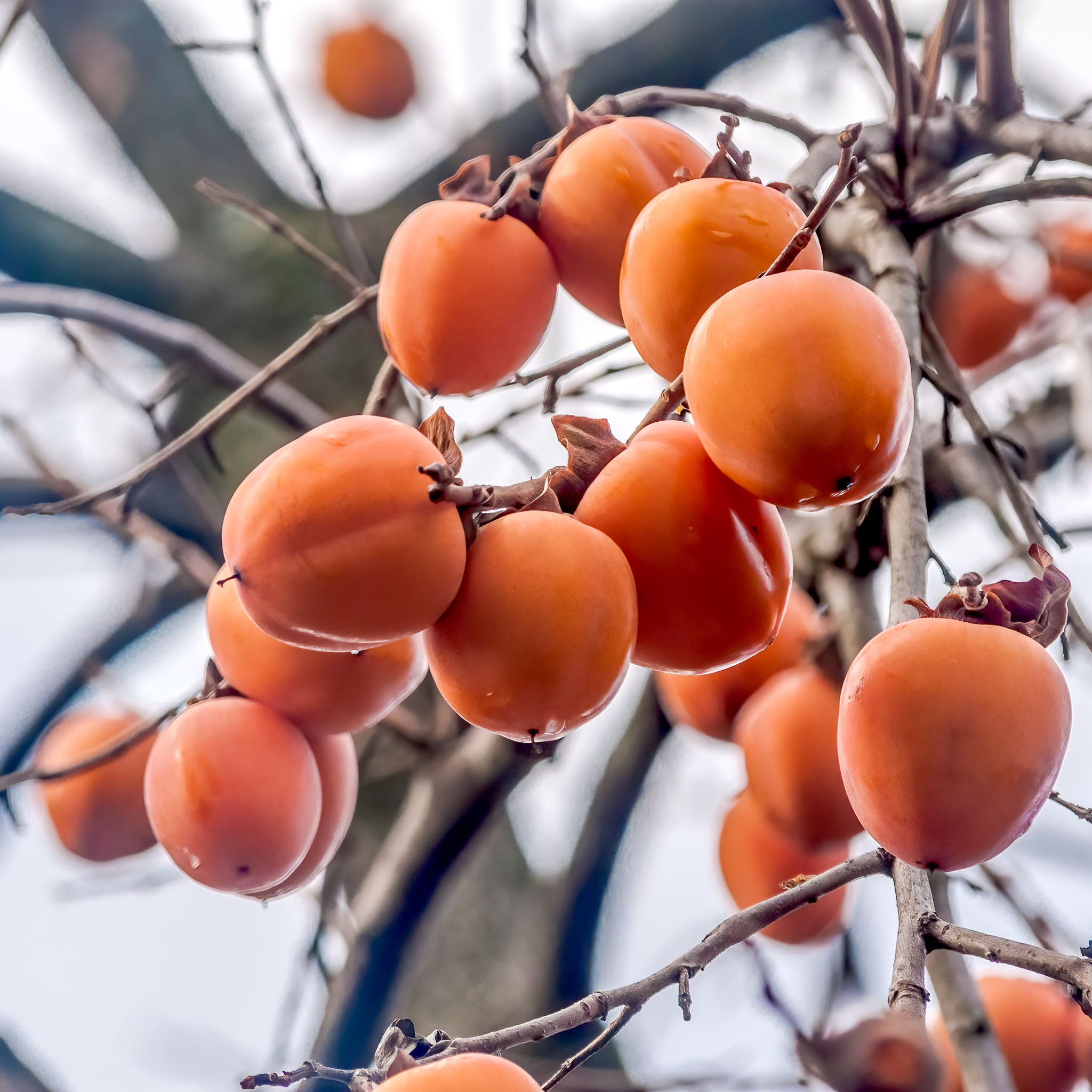 Kaki 'Rojo Brilliante'