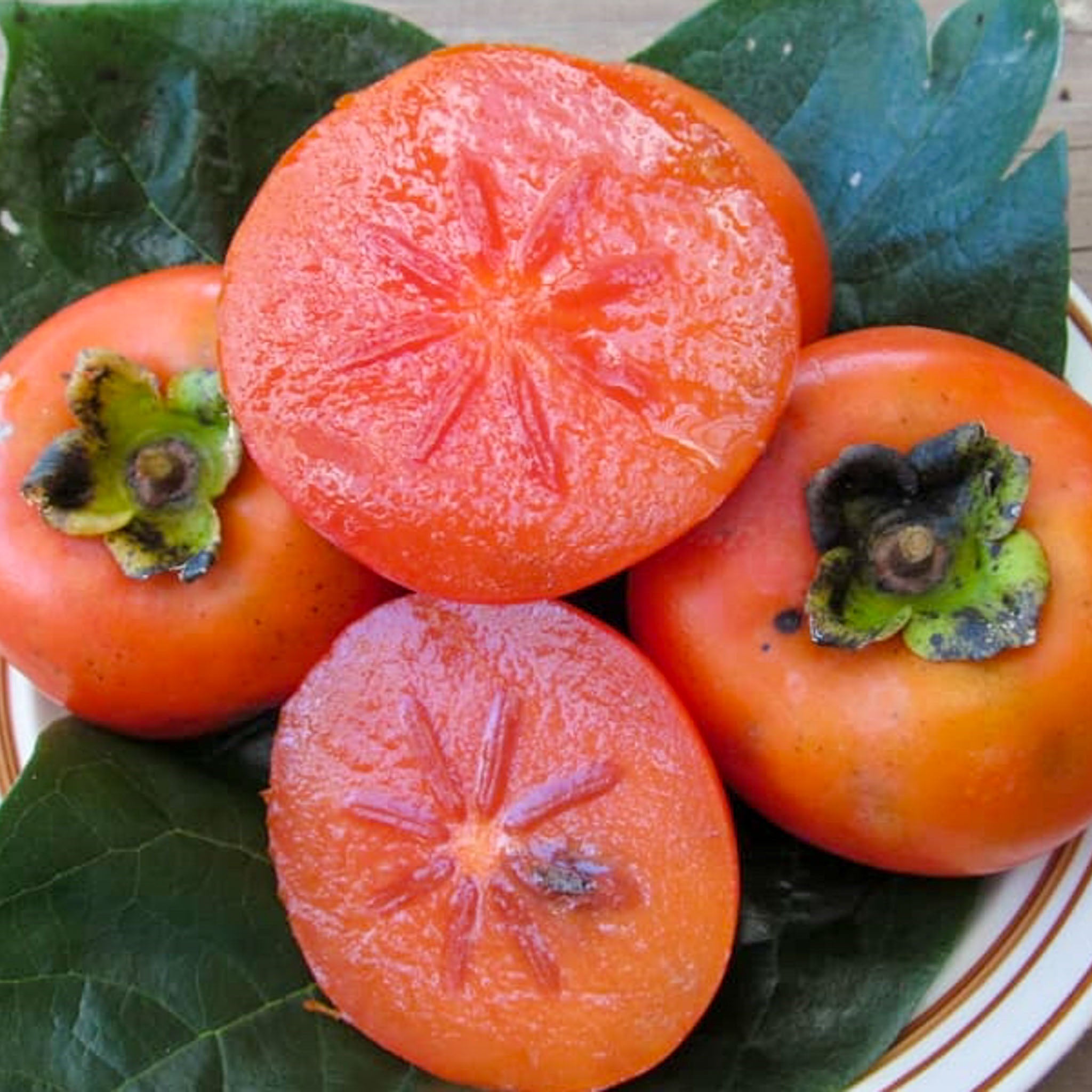 Kaki-Kreuzung 'Nikita's Gift'