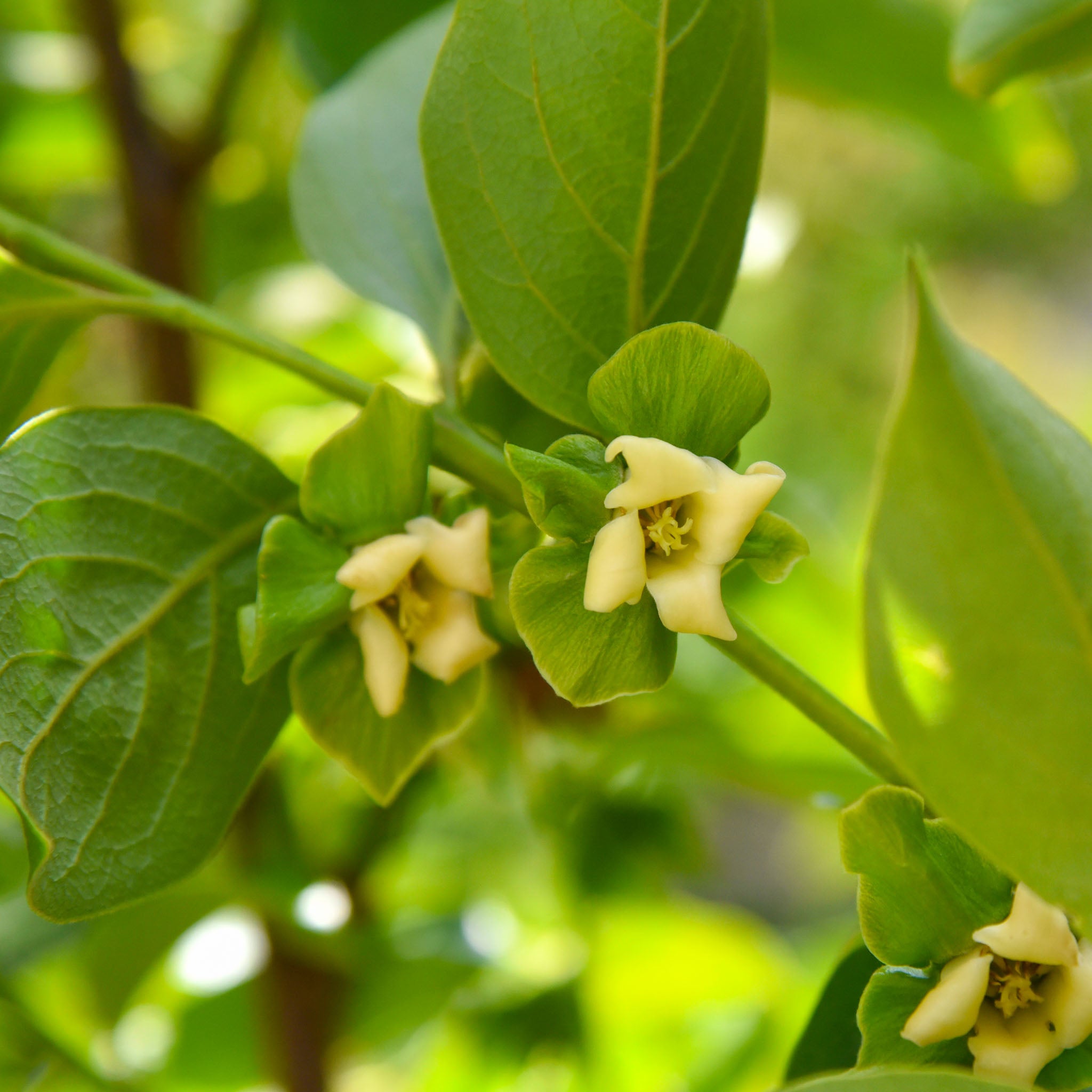 Kaki-Kreuzung 'Rosseyanka'