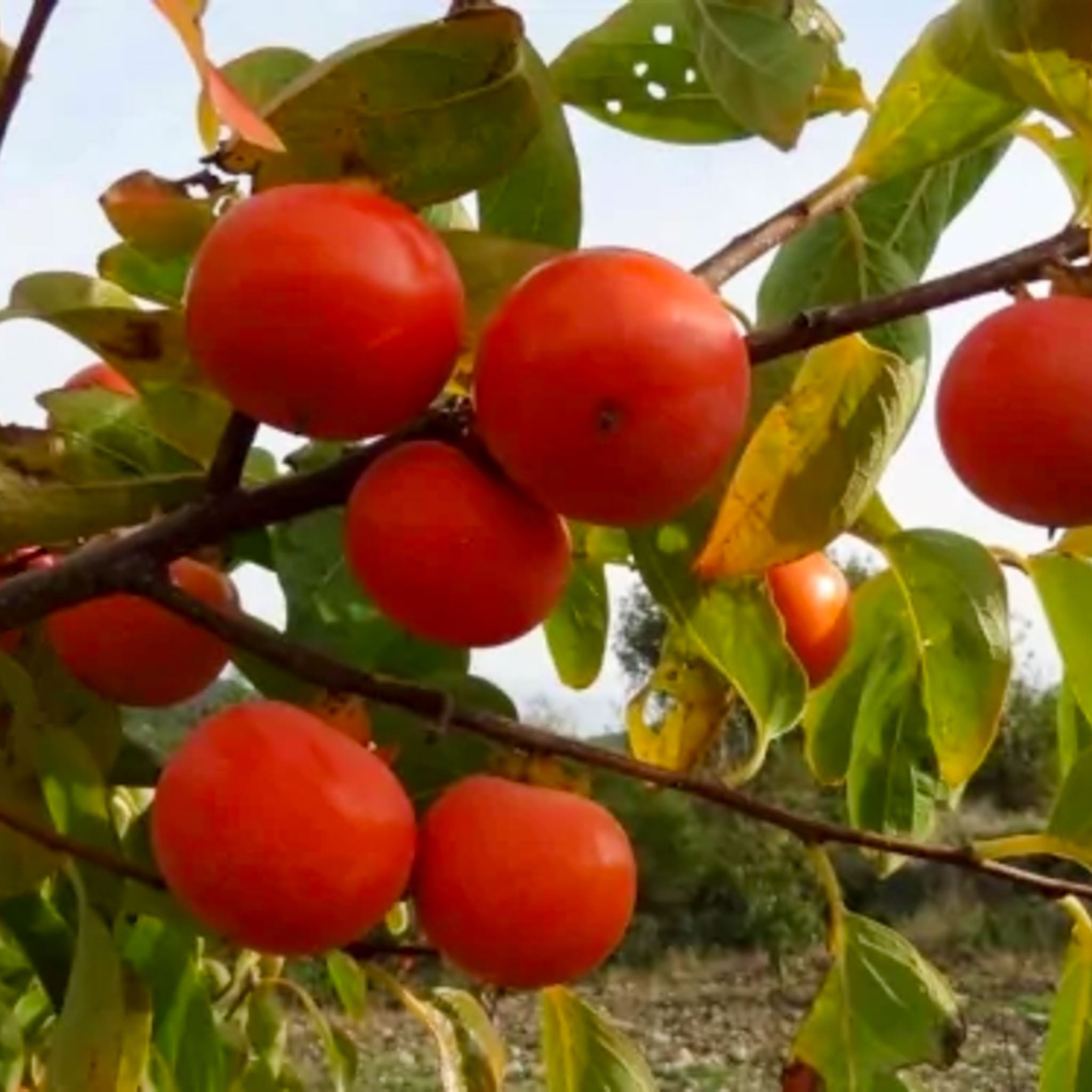 Kaki-Kreuzung 'Rosseyanka'