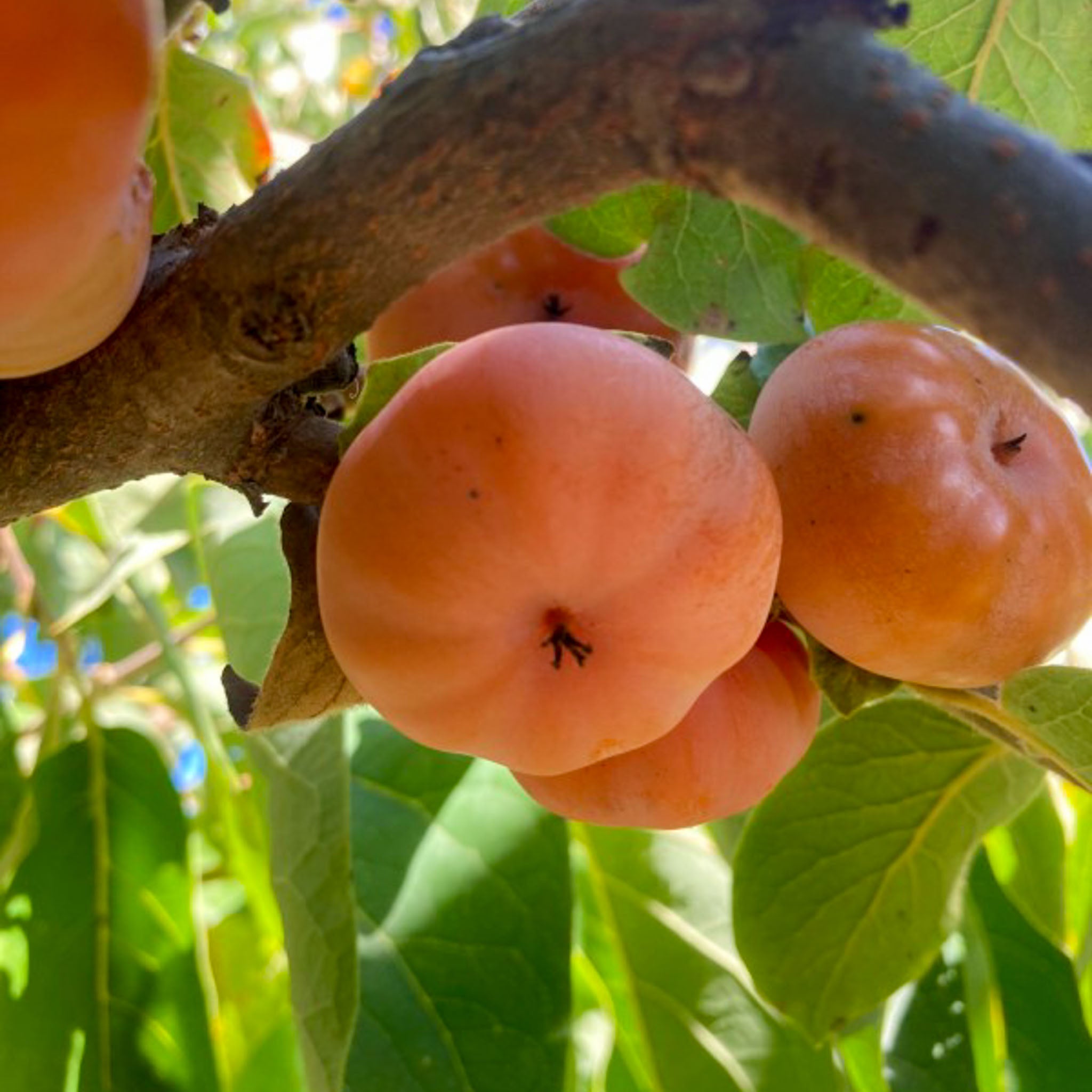 Persimone 'Meader'