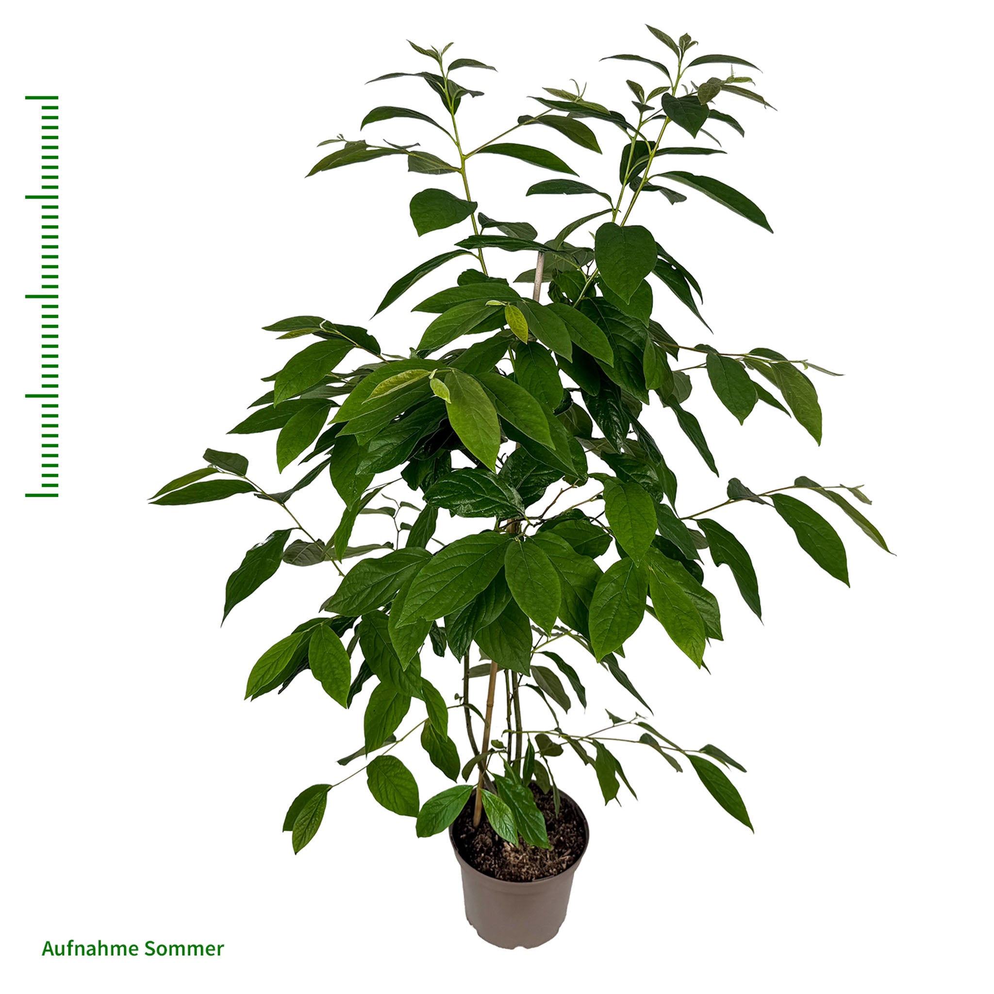 Lotuspflaume