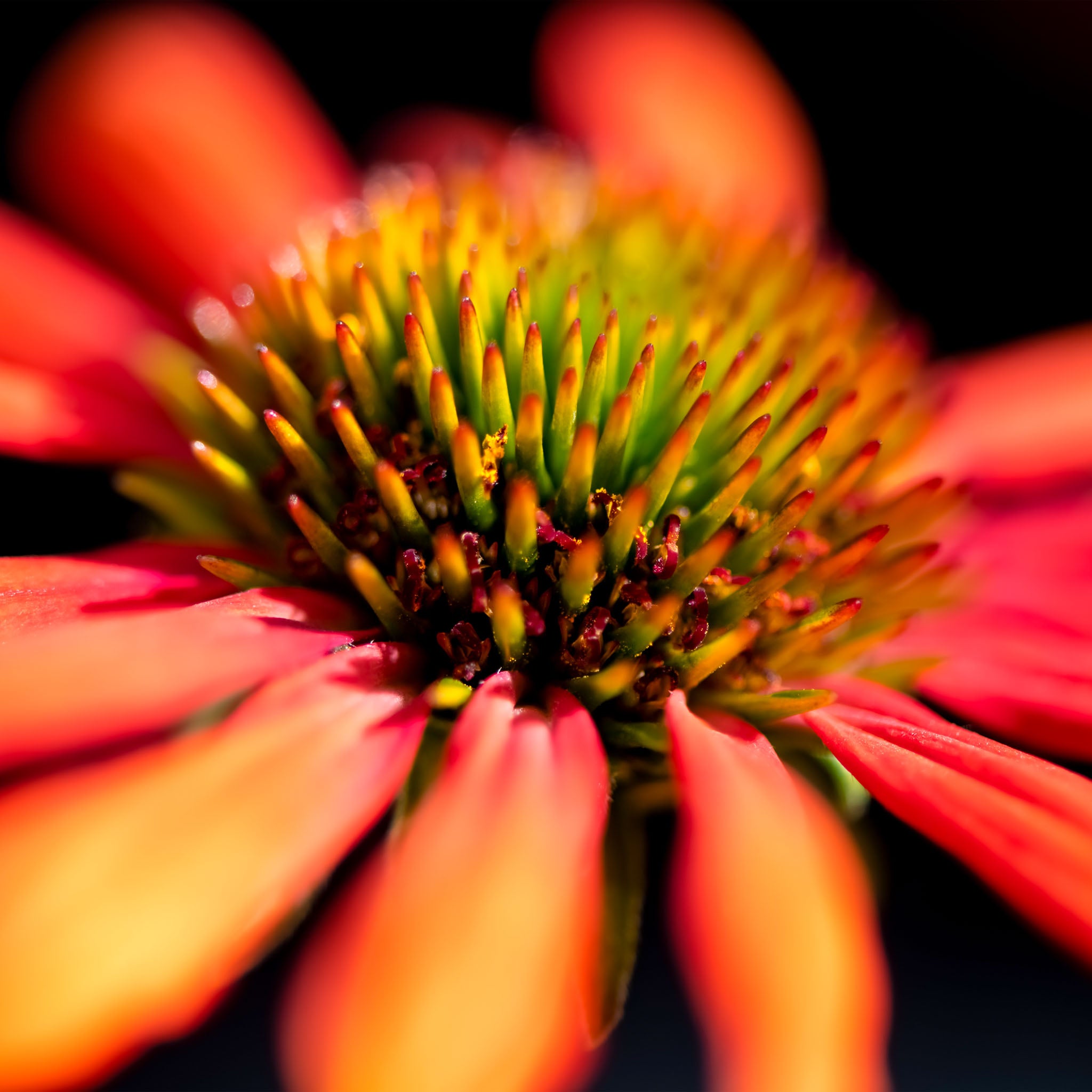 Purpur-Sonnenhut 'Prairie Blaze Orange Sunset'
