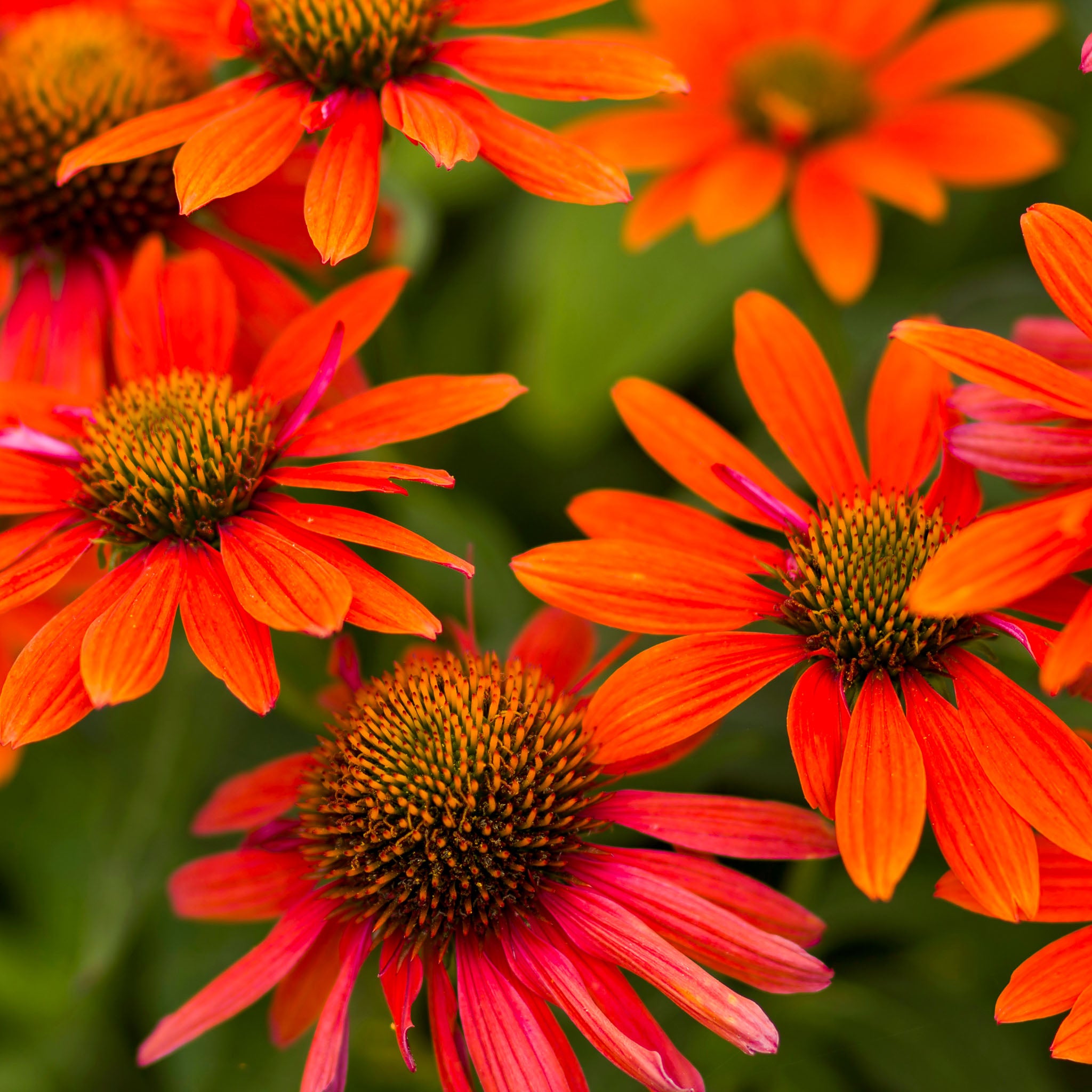Purpur-Sonnenhut 'Prairie Blaze Orange Sunset'