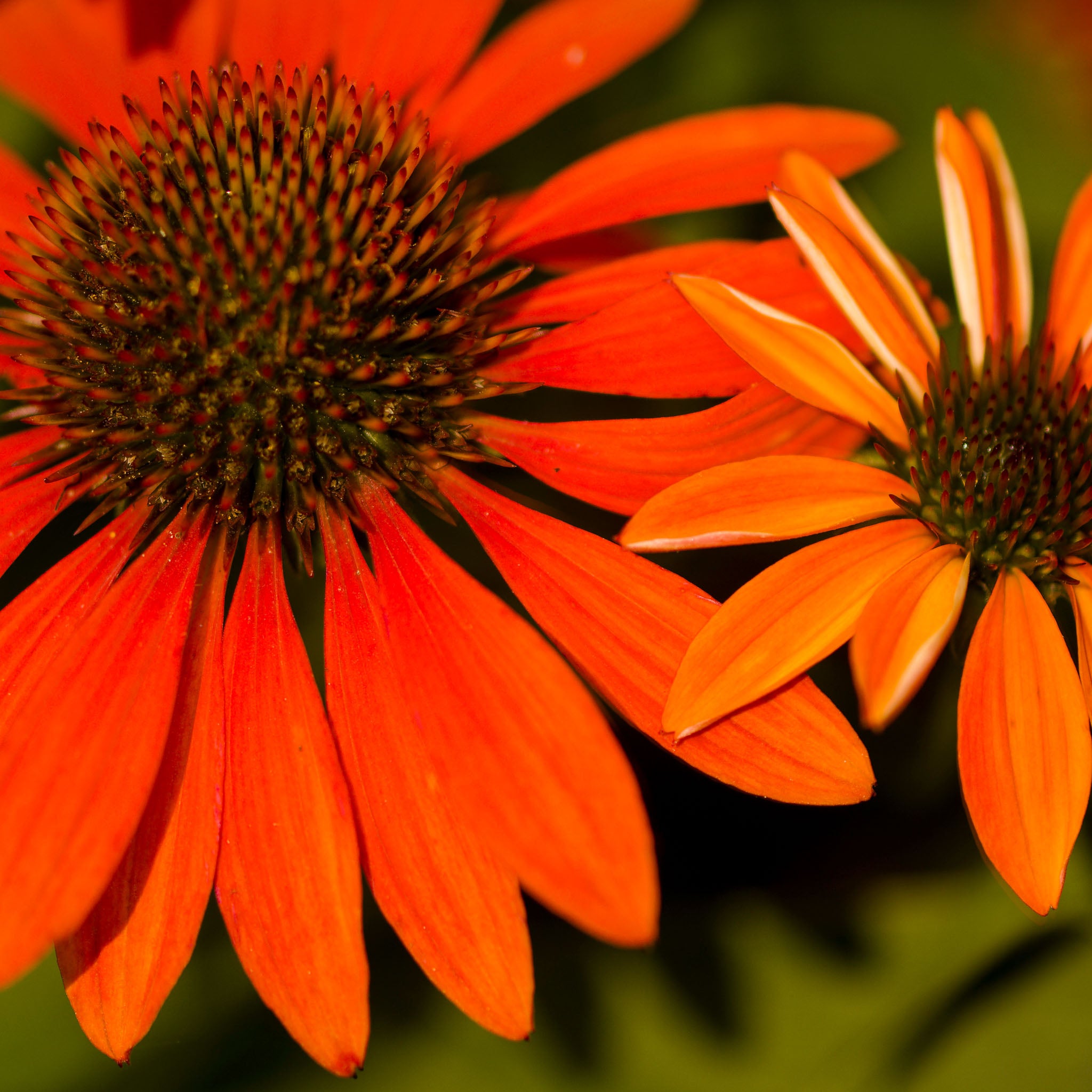 Purpur-Sonnenhut 'Prairie Blaze Orange Sunset'